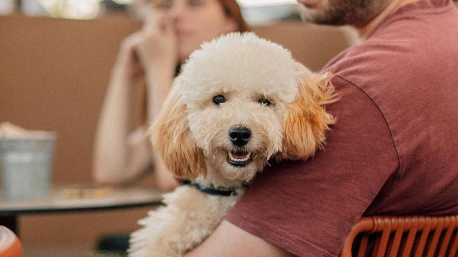 Restaurantes a los que ir con tu perro