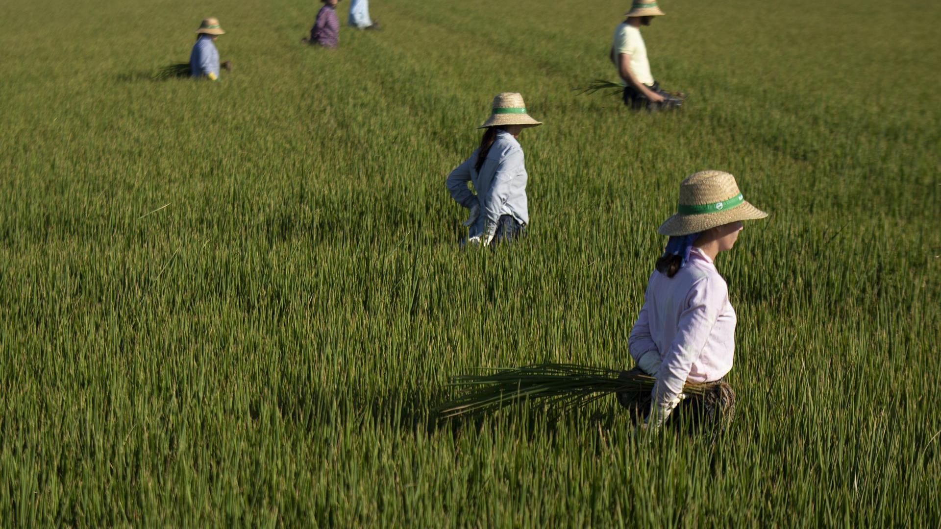Un grupo de jornaleros durante su labor, escardar arroz, en un arrozal en Isla Mayor, Sevilla