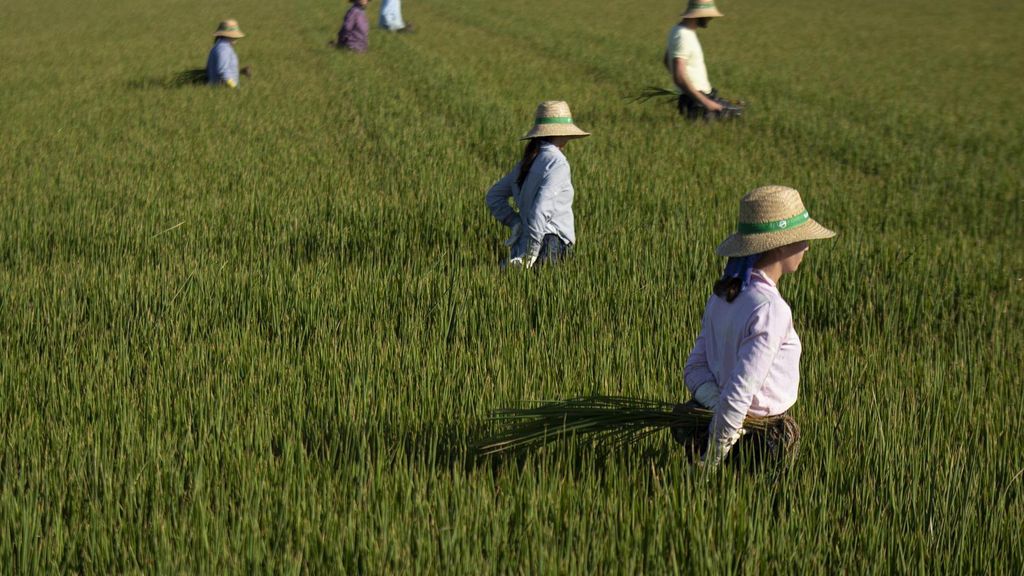 Un grupo de jornaleros durante su labor, escardar arroz, en un arrozal en Isla Mayor, Sevilla