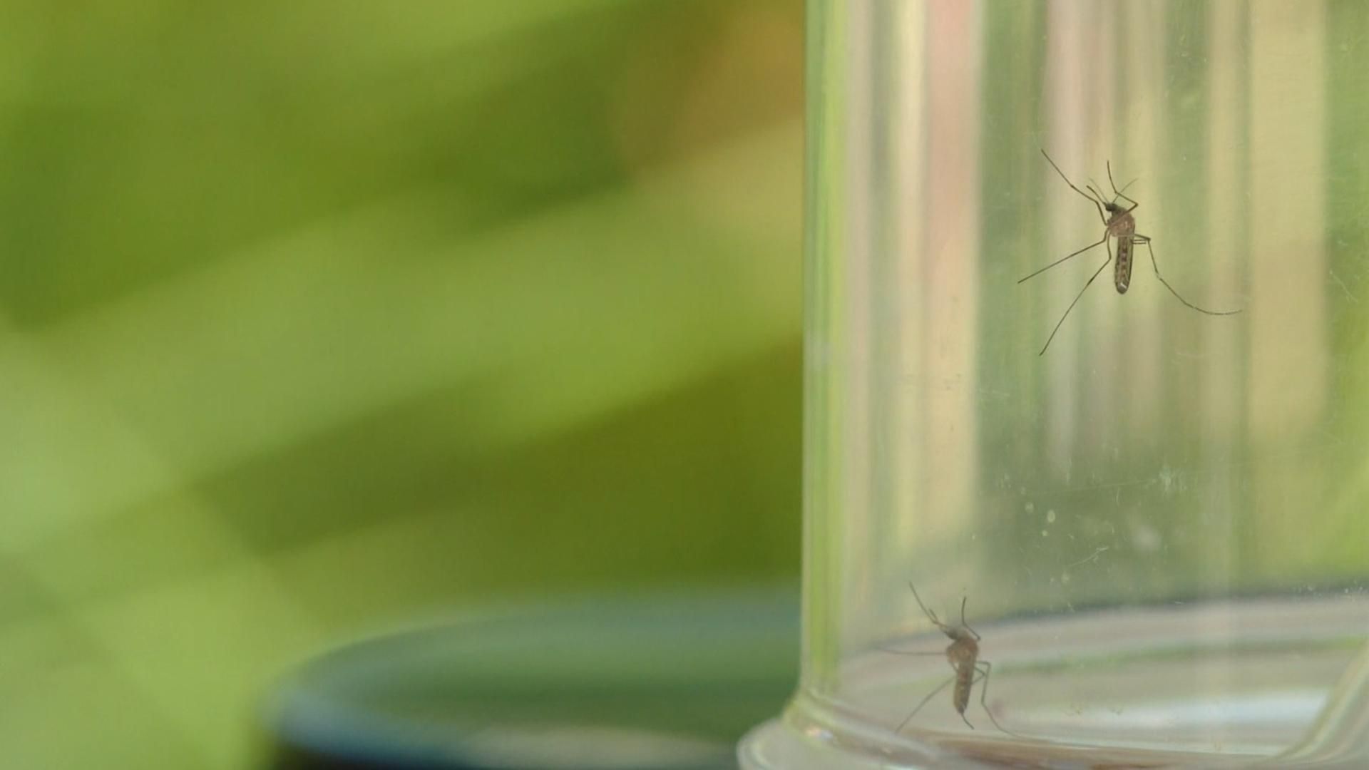 Barcelona coloca trampas contra el mosquito tigre: