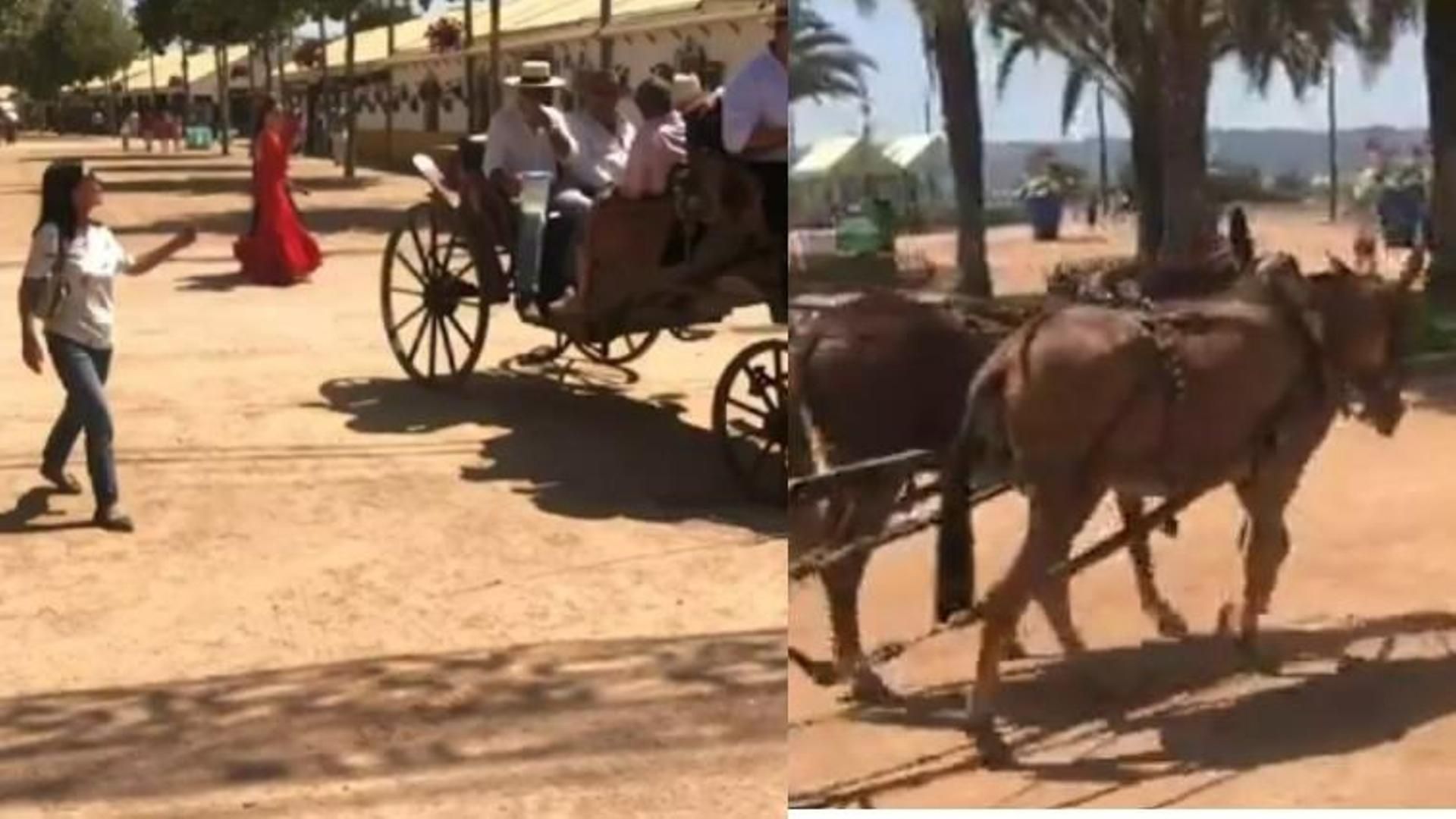 Caballos "explotados" a más de 40 grados en la Feria de Córdoba: "¿No les da vergüenza tener a los animales así?"