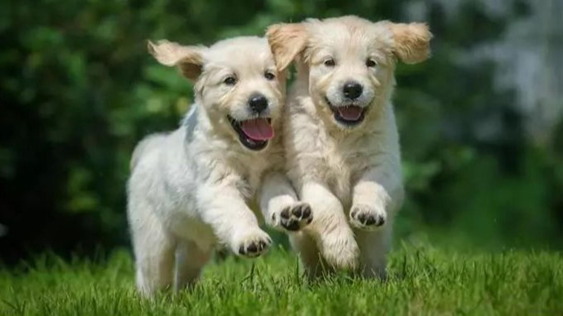 ¿Cómo le afecta el cambio de hora a mi perro?