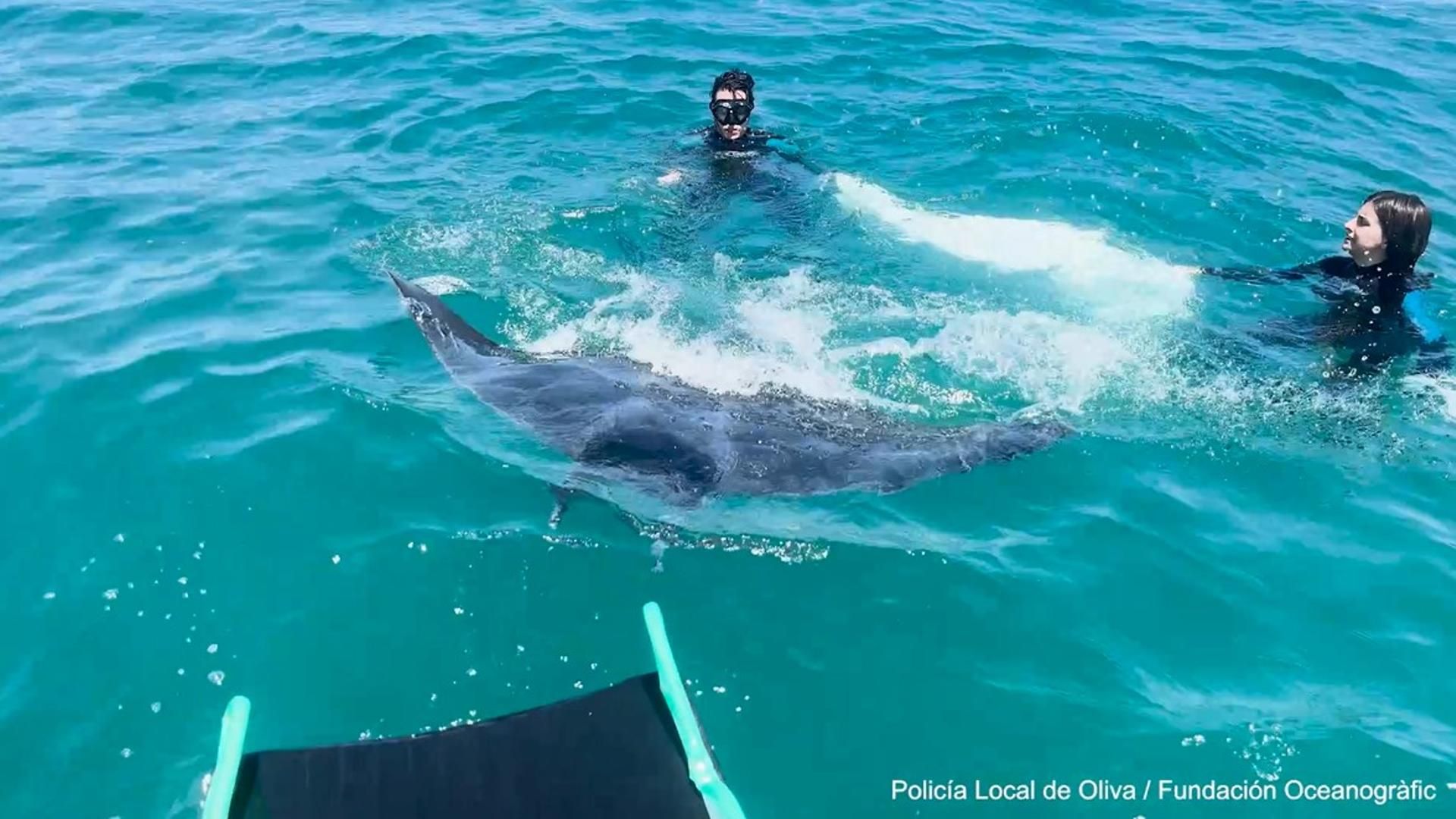 Especialistas investigan el aumento inusual de varamientos de mantarrayas en la costa mediterránea