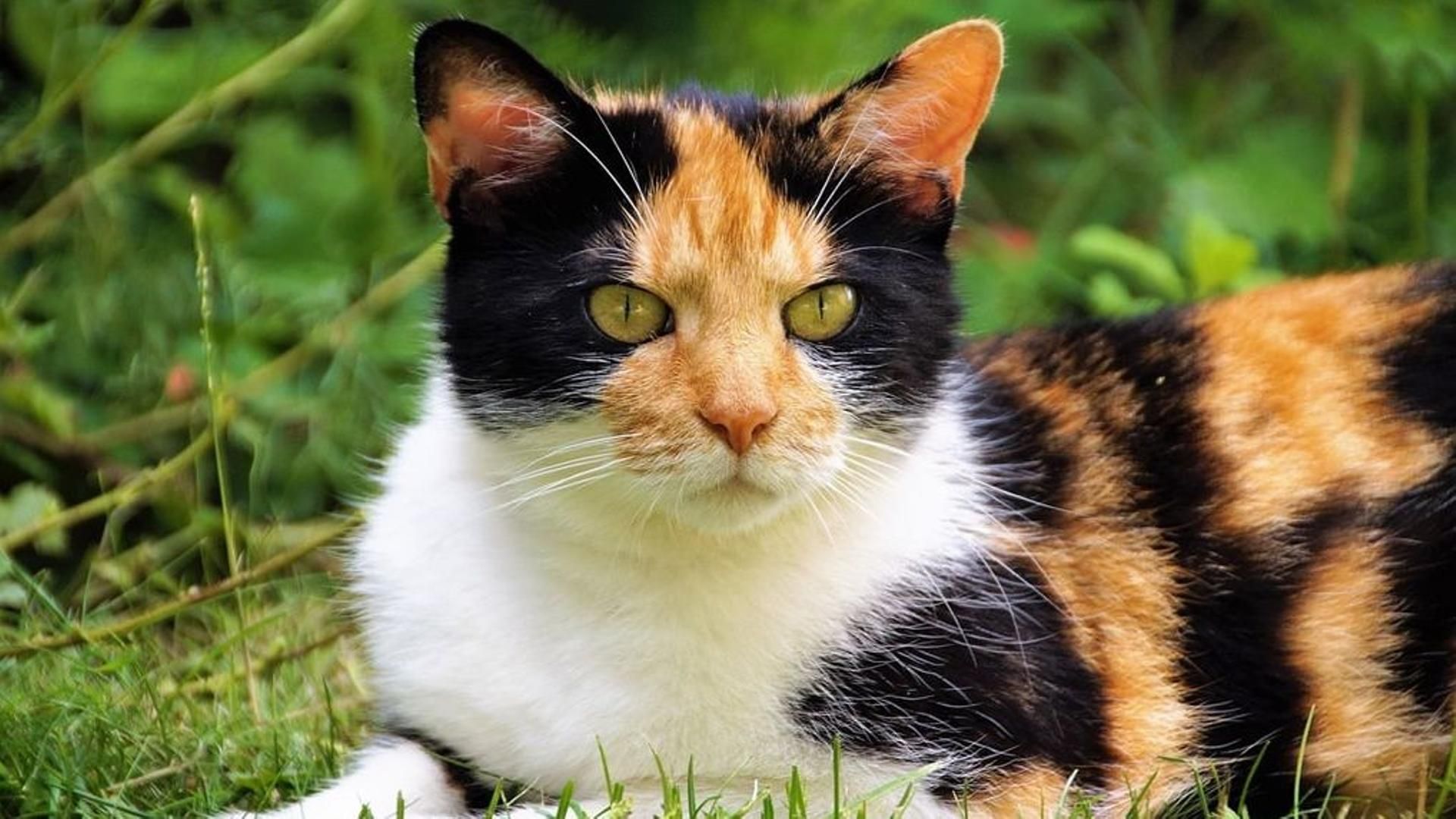 Gatos tricolor