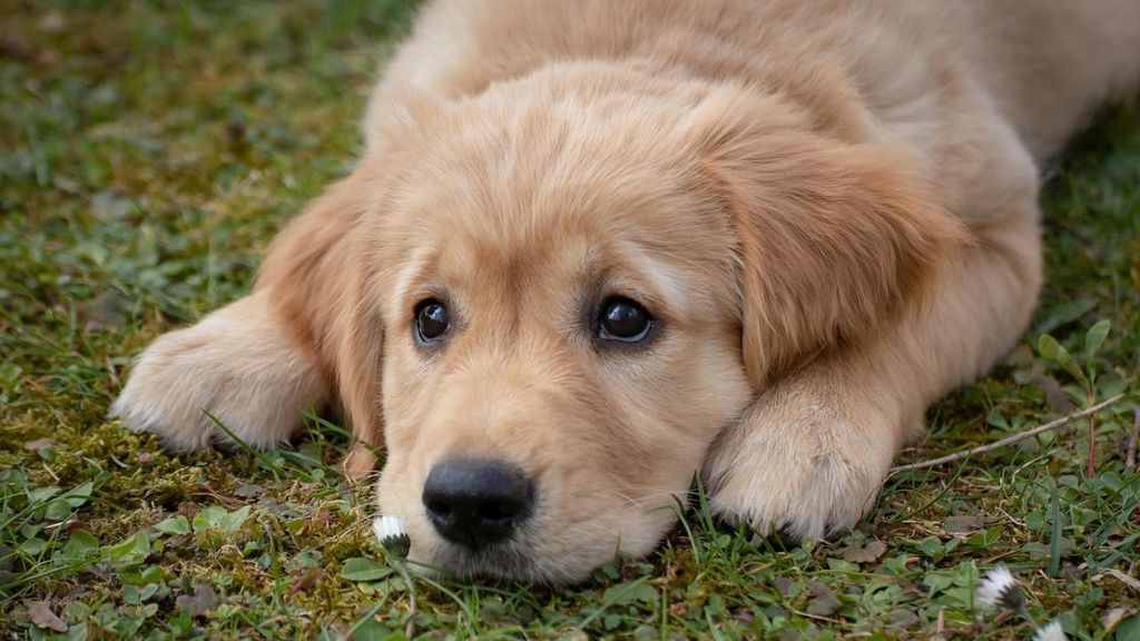 Imagen de archivo de un cachorro de Golden Retriever