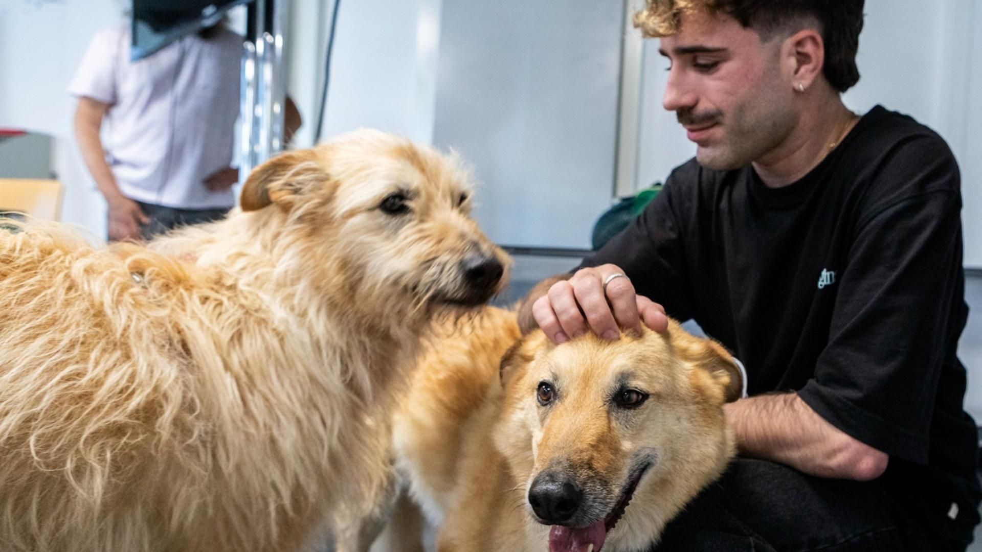 Jóvenes voluntarios con los perros