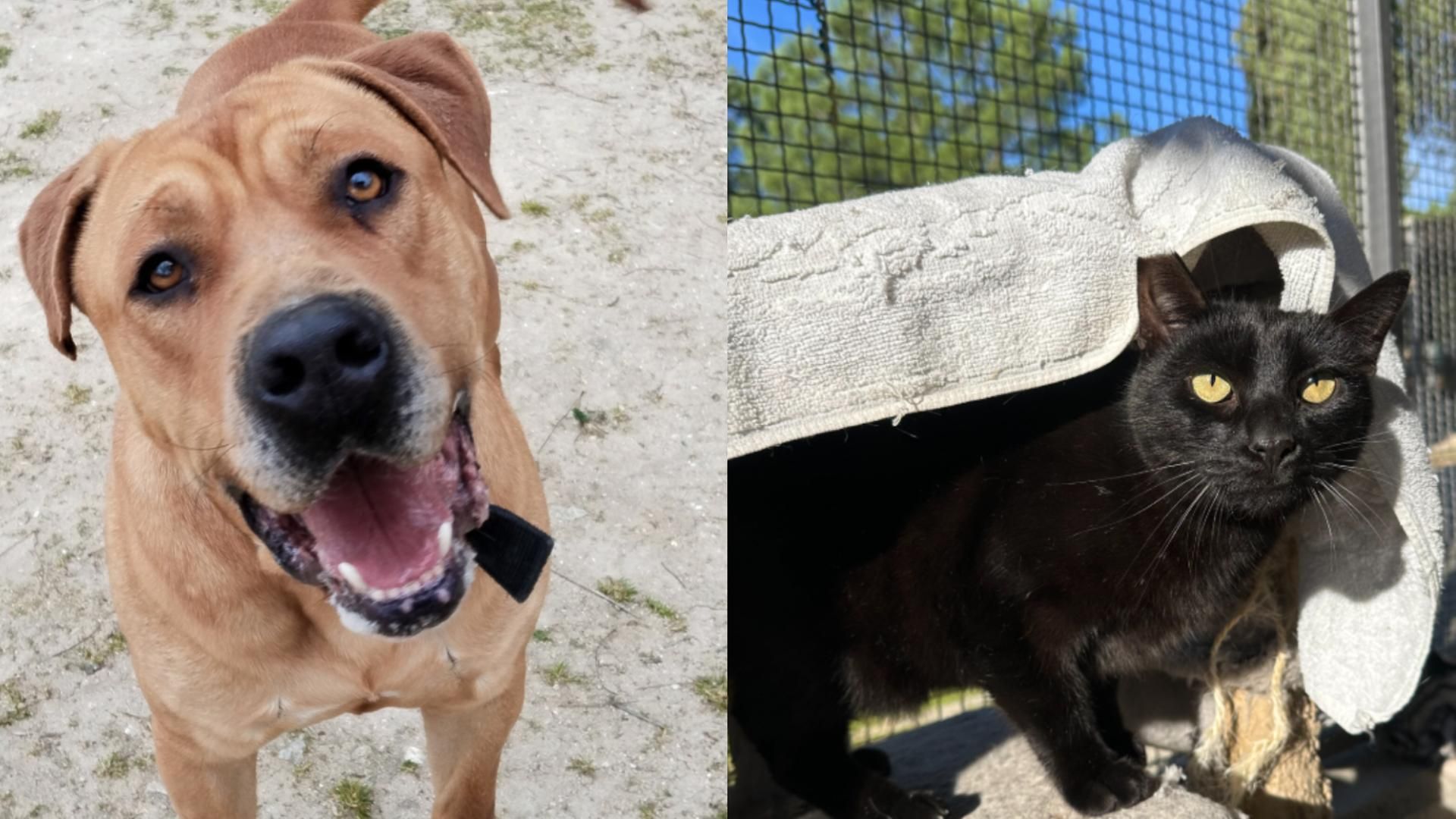 Un perro y un gato en adopción en Madrid Salud