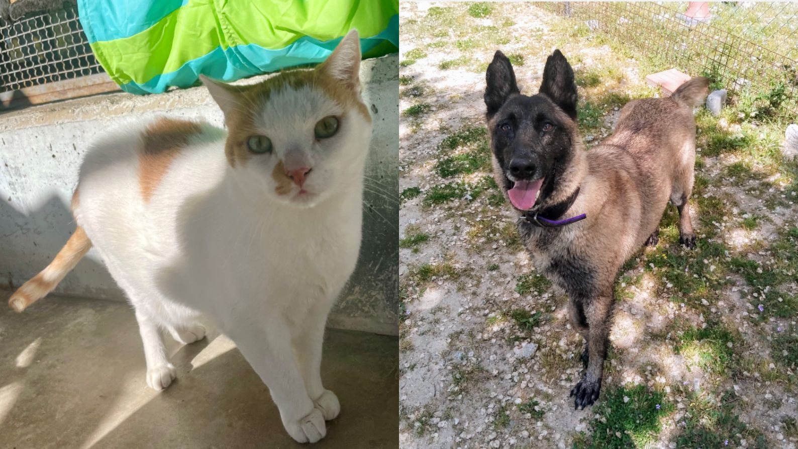 Un perro y un gato en adopción en Madrid Salud