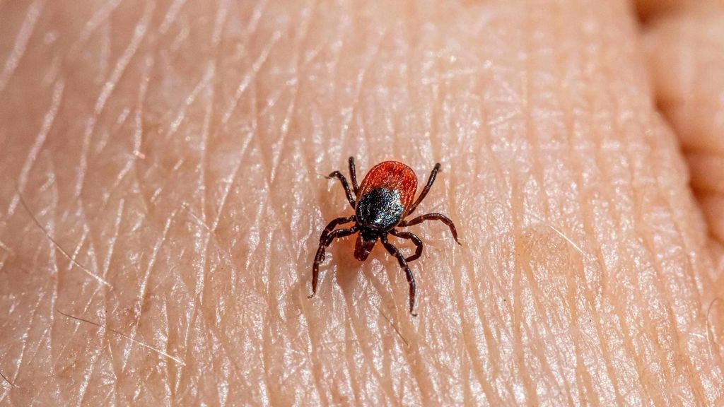 Una picadura de garrapata puede provocar problemas físicos y neurológicos hasta diez años después