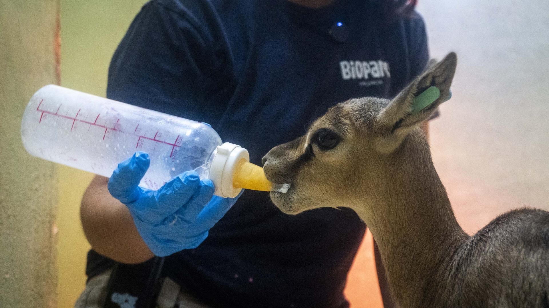 El equipo técnico de BIOPARC alimenta con biberones a una cría de gacela Thomson