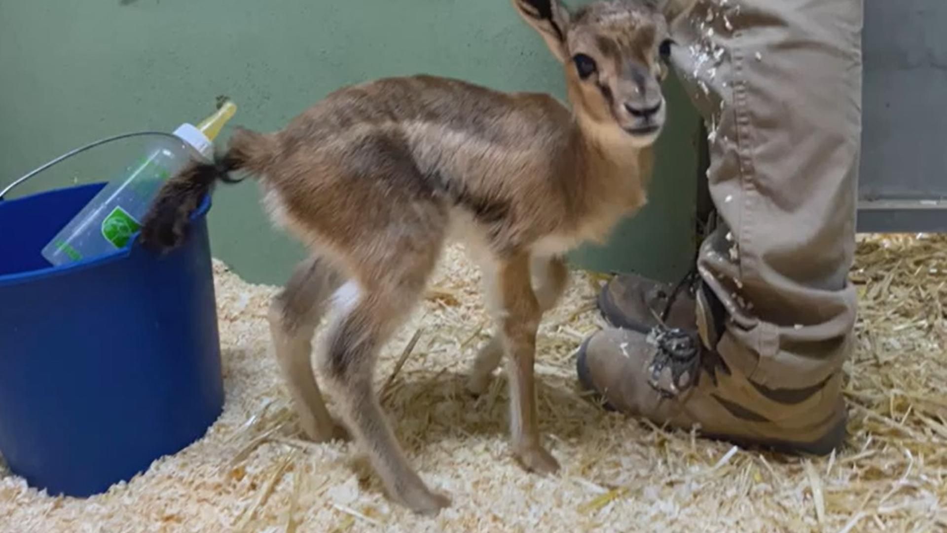 Nacen en BIOPARC Valencia tres gacelas de Thomson, el antílope más veloz de África