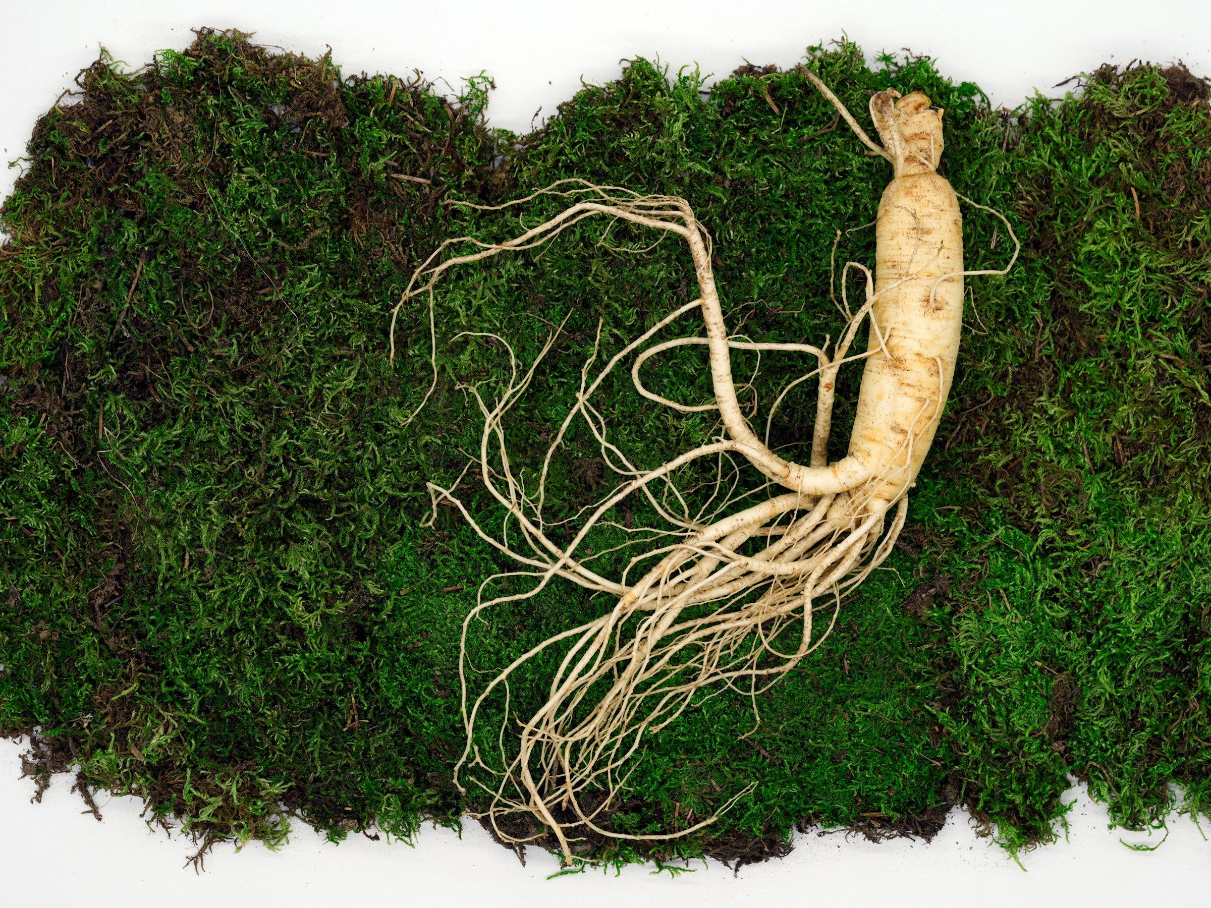 Raíz de Ginseng Raíz de Ginseng