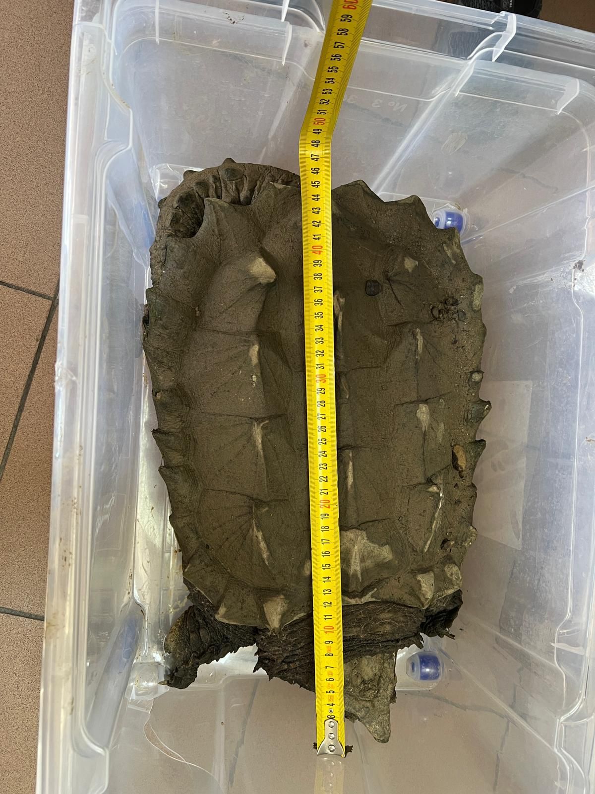 Tortuga caimán rescatada por la Policía Local de Algeciras