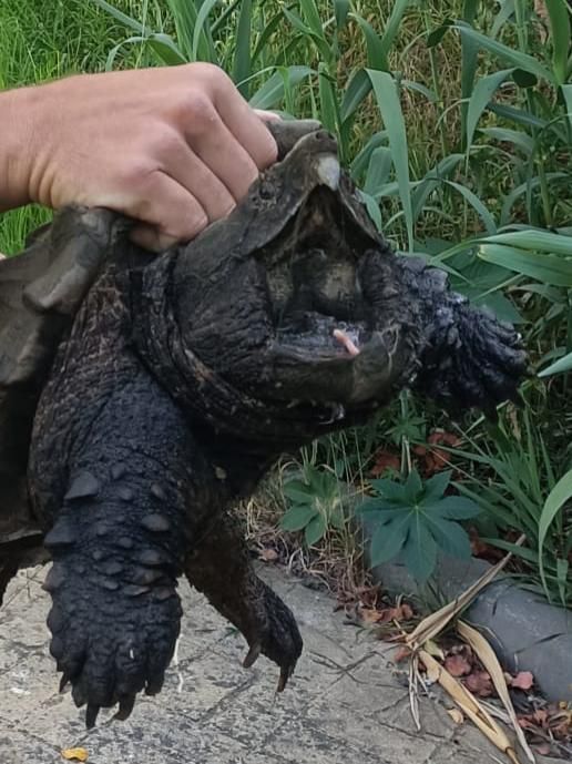 Tortuga caimán rescatada por la Policía Local de Algeciras