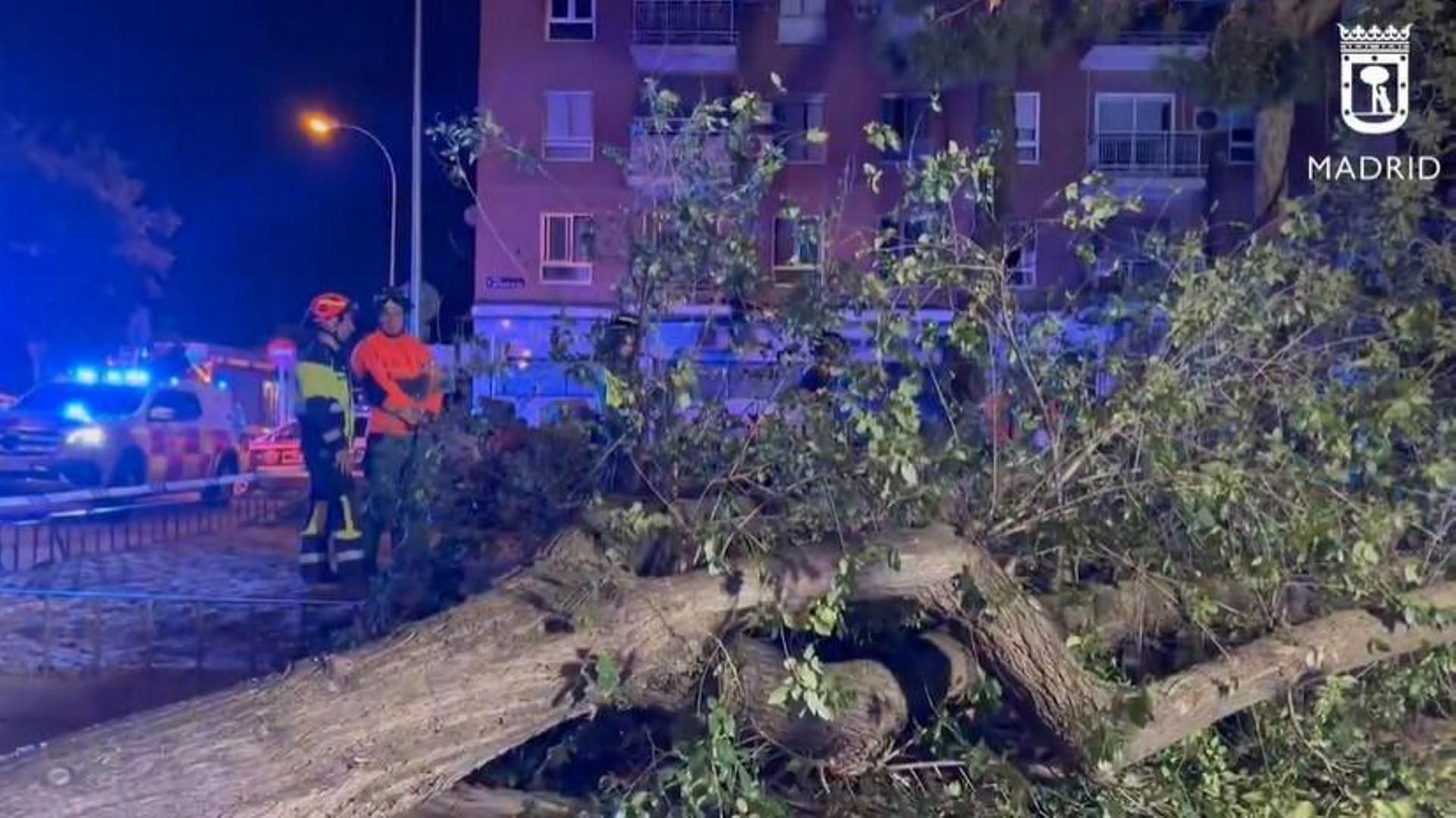 Un joven herido grave al caerle la rama de un árbol en una plaza de Madrid