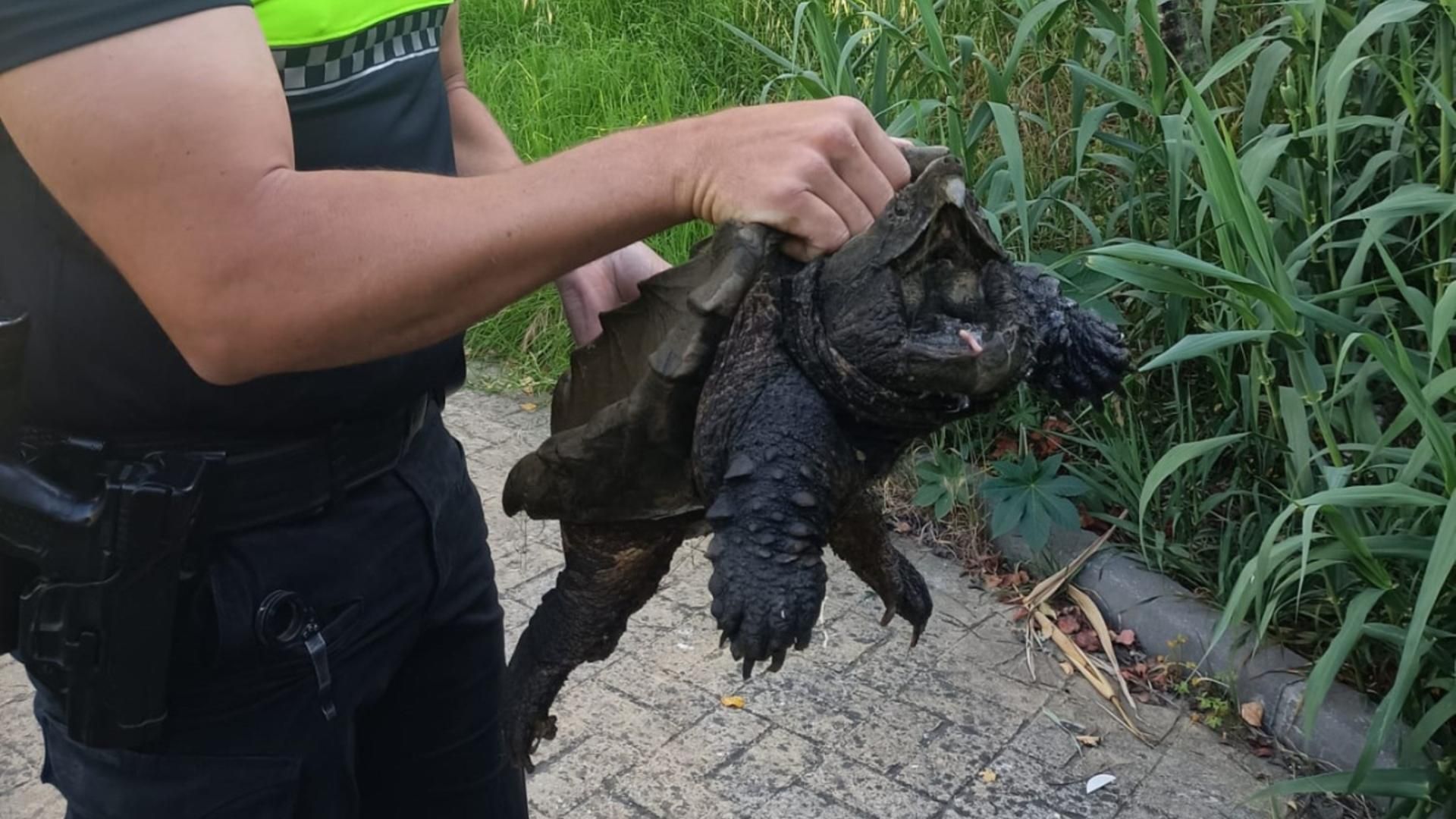 Uno de los agentes del Grupo PUMA, con el ejemplar recuperado en el Pícaro