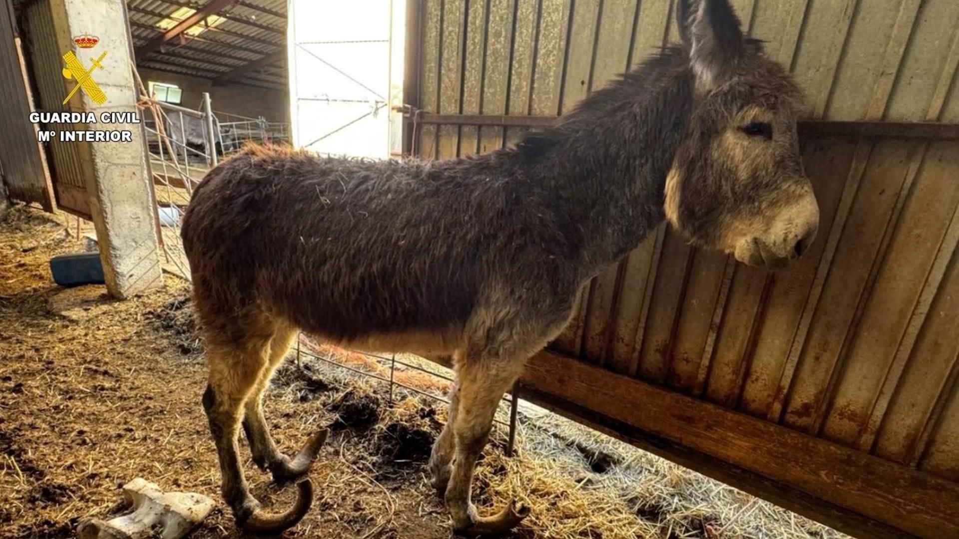 Uno de los burros maltratados por el ganadero investigado en una localidad de Burgos Uno de los burros maltratados por el ganadero investigado en una localidad de Burgos