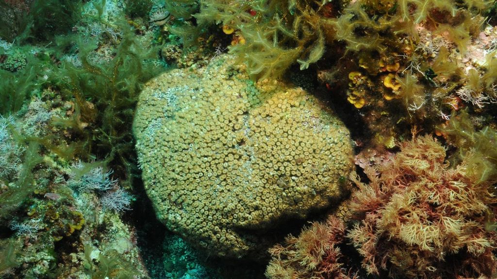 Coral Islas Columbretes