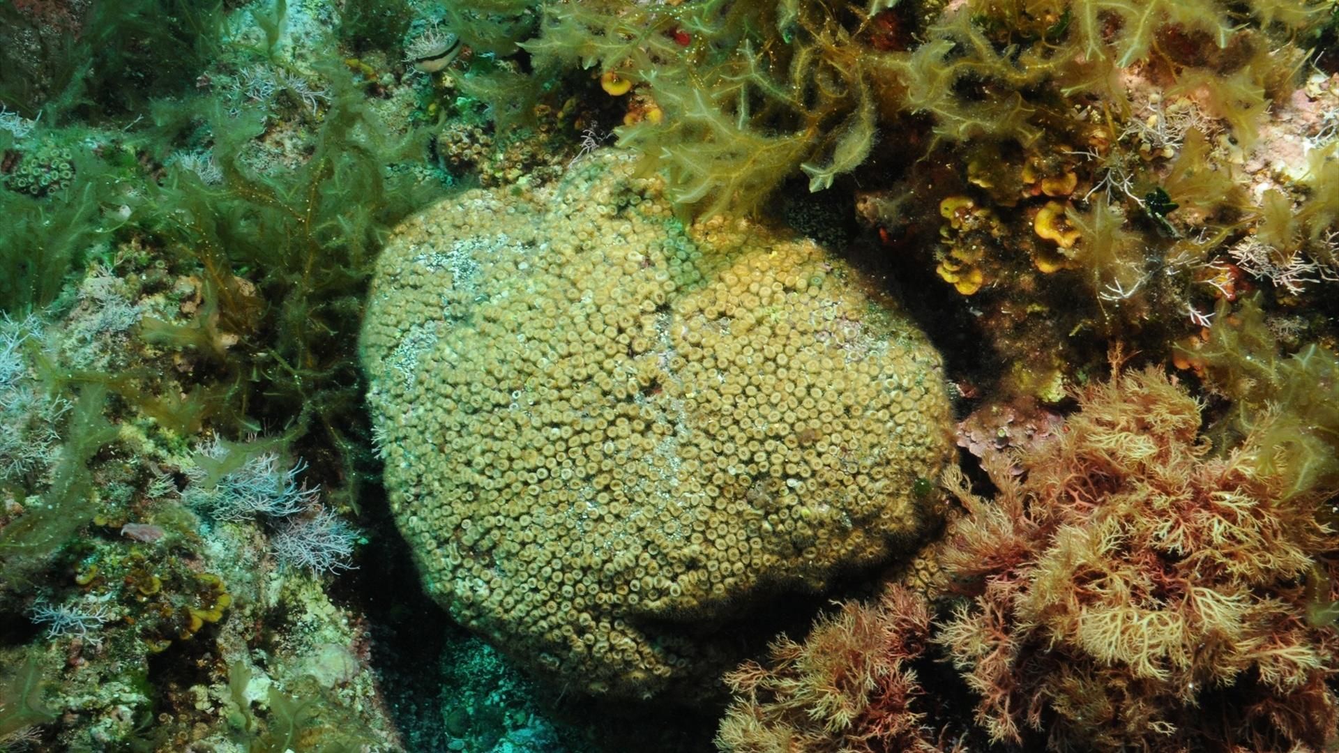 El ecosistema marino de las Columbretes, amenazado por el calentamiento global y los microplásticos