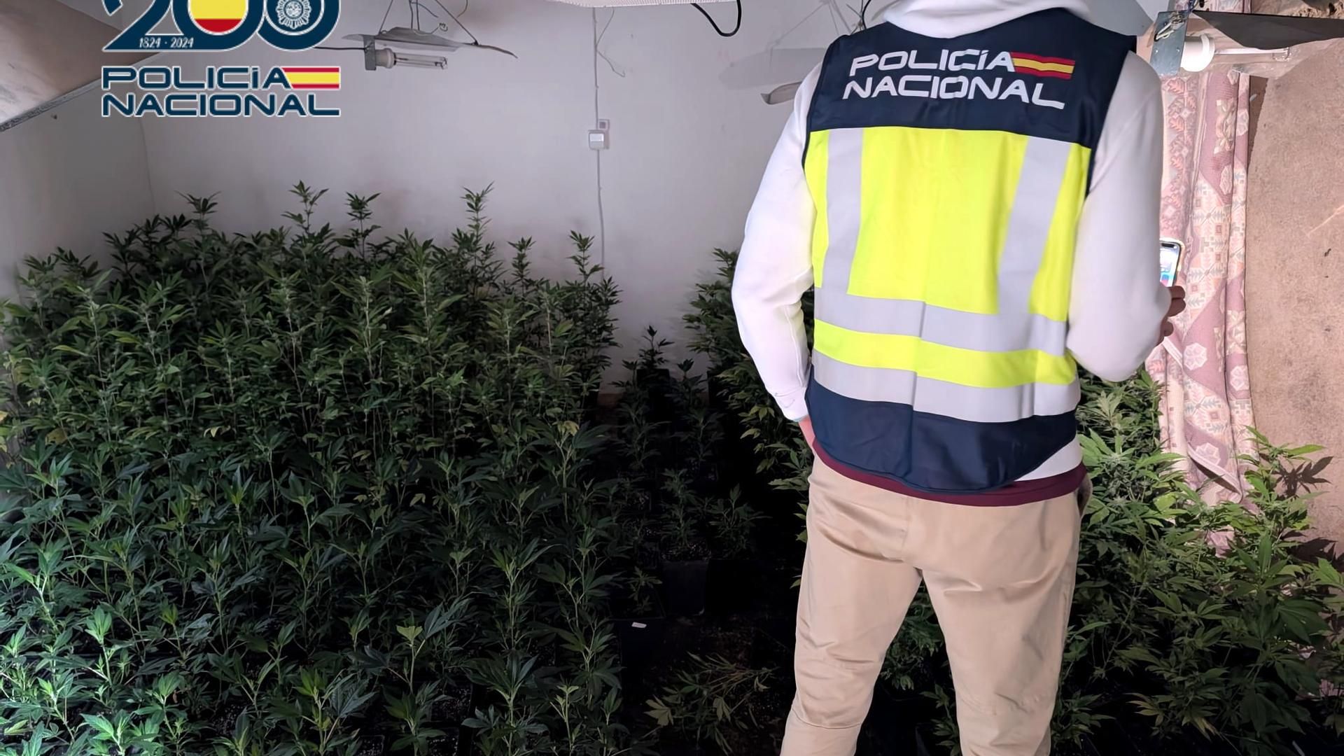 Plantación descubierta en la vivienda okuapada en Denia