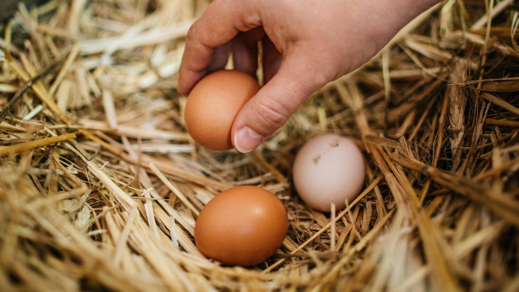 Recogiendo huevos de la gallina
