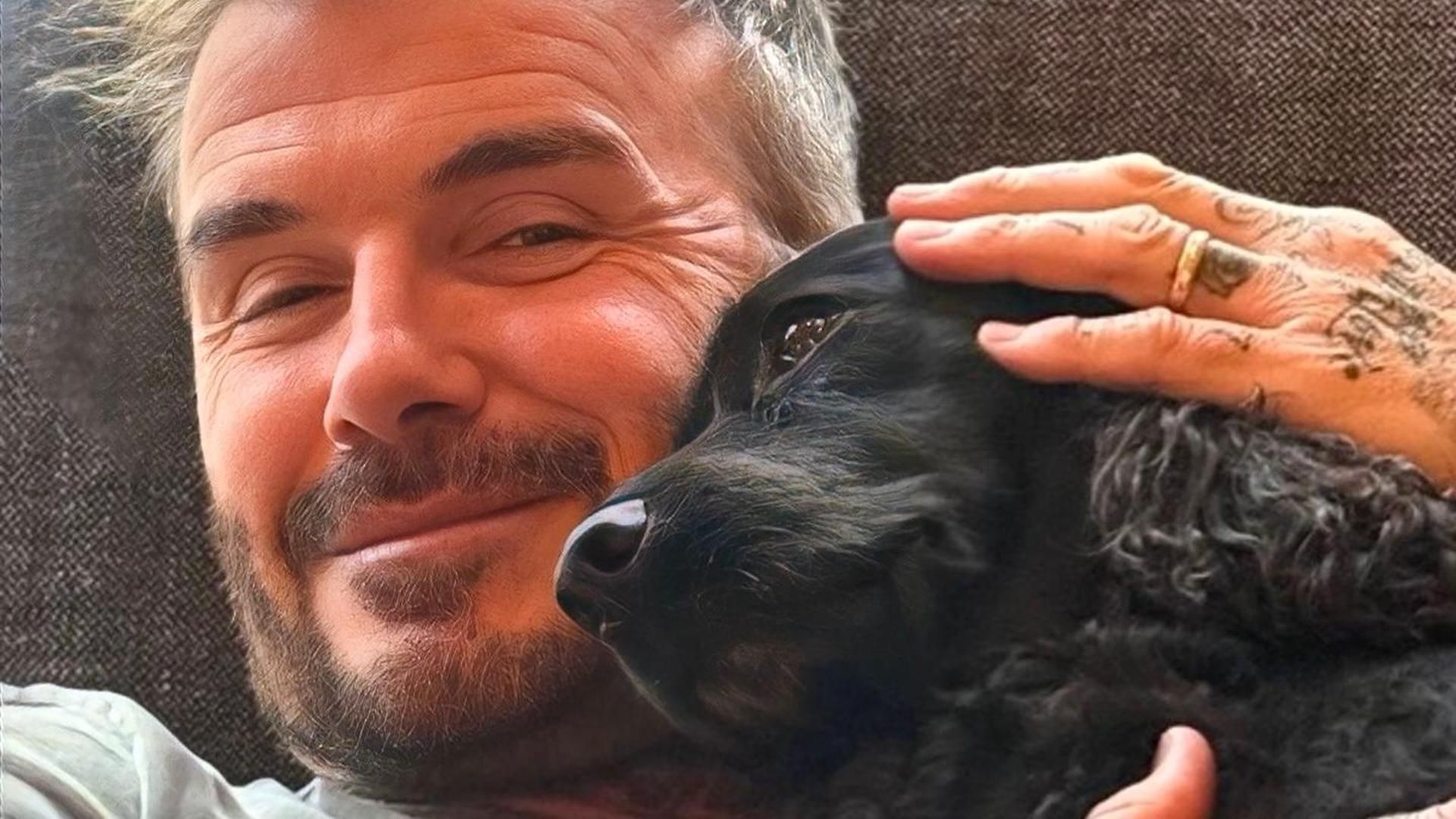 beckham75   1748881800 3646147797342808240 43351924196