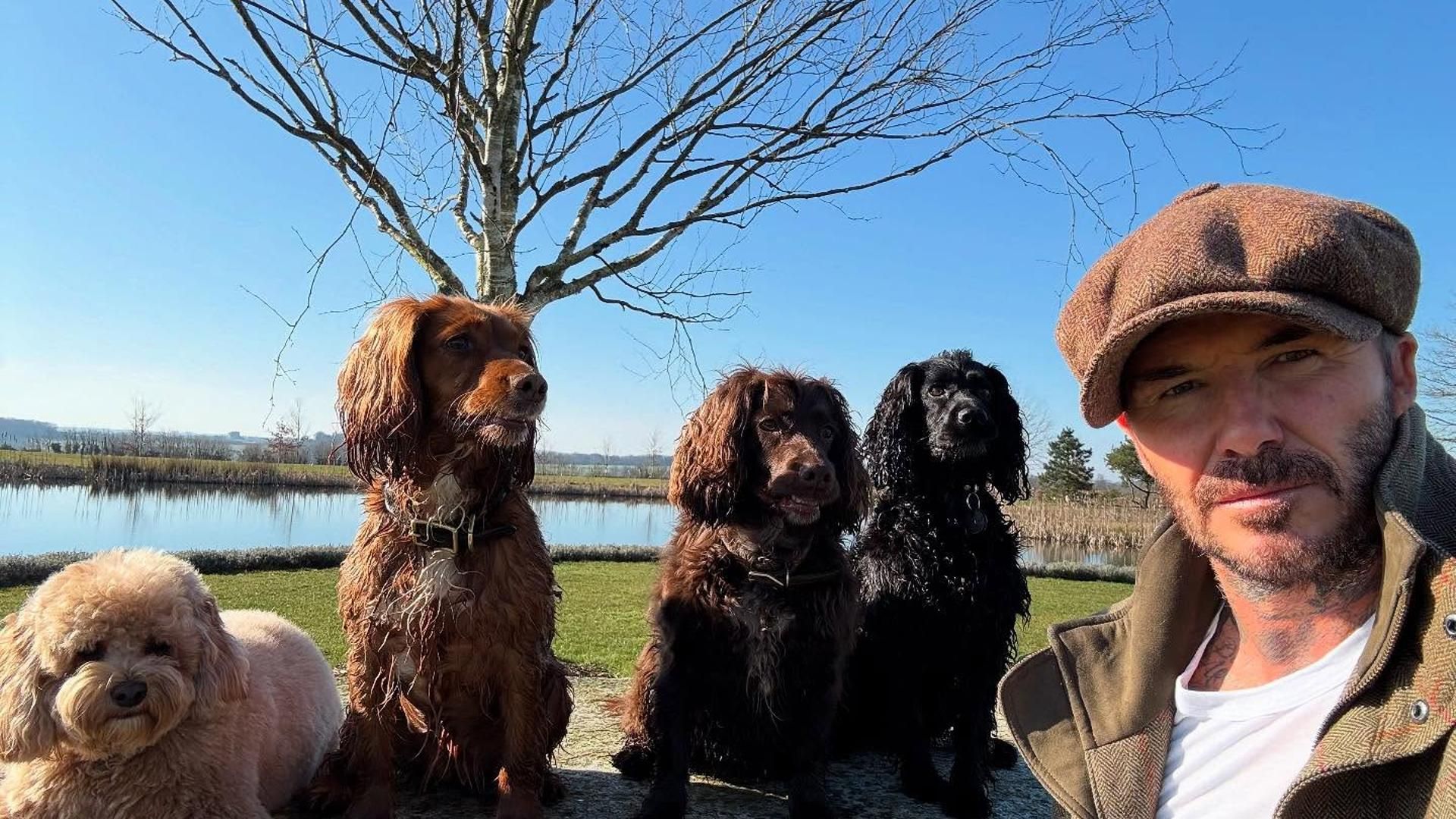 Beckham y los perros