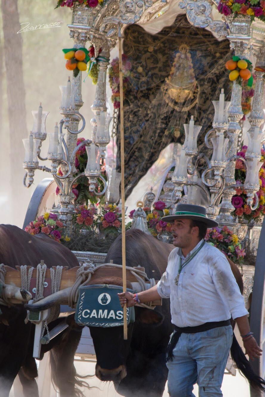 Manuel Montes guiando a los bueyes que tiran del Simpecado durante un camino pasado