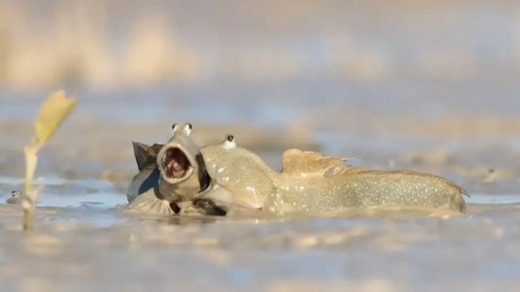 Las 'animaladas más divertidas' del ‘Comedy Wildlife Photo Award': las fotos más chistosas de la naturaleza