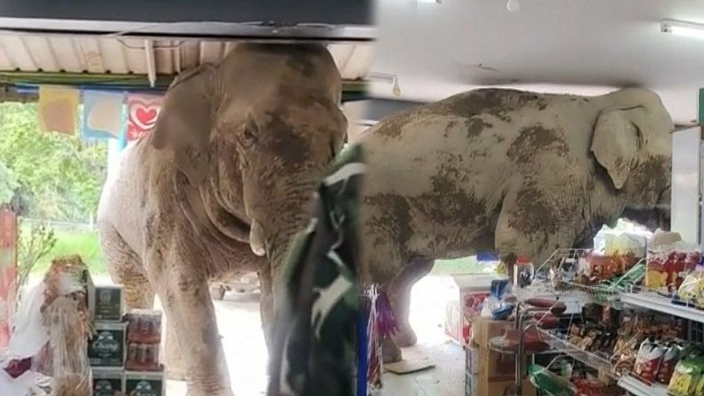 Las imágenes de la entrada de un gran elefante salvaje en una tienda de Tailandia: picoteó dulces y salió sin causar problemas