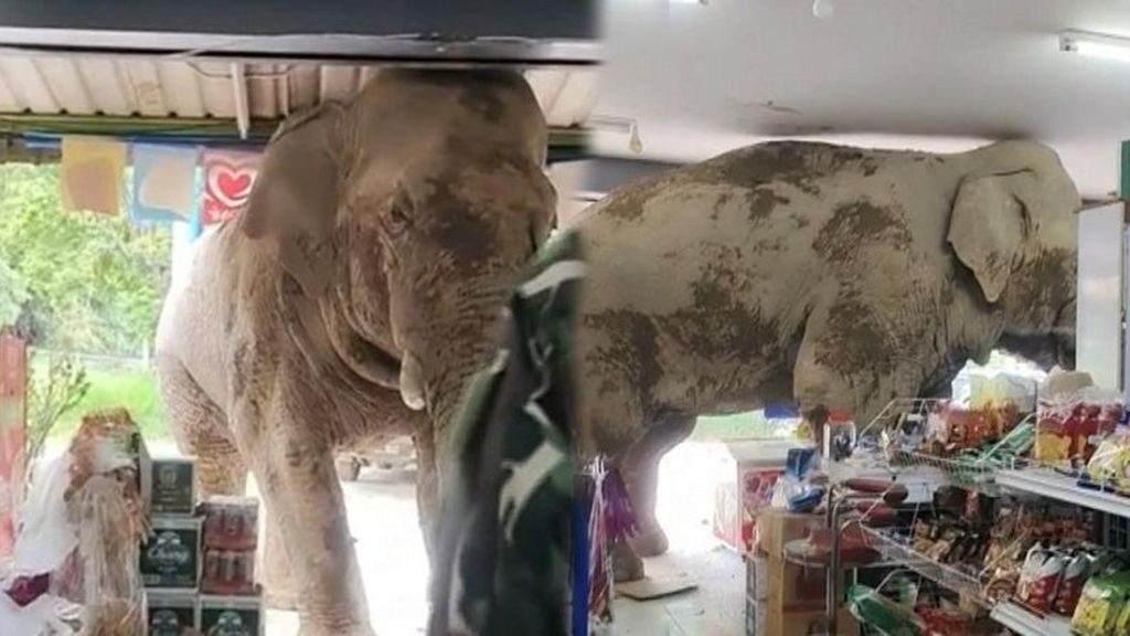 Las imágenes de la entrada de un gran elefante salvaje en una tienda de Tailandia: picoteó dulces y salió sin causar problemas