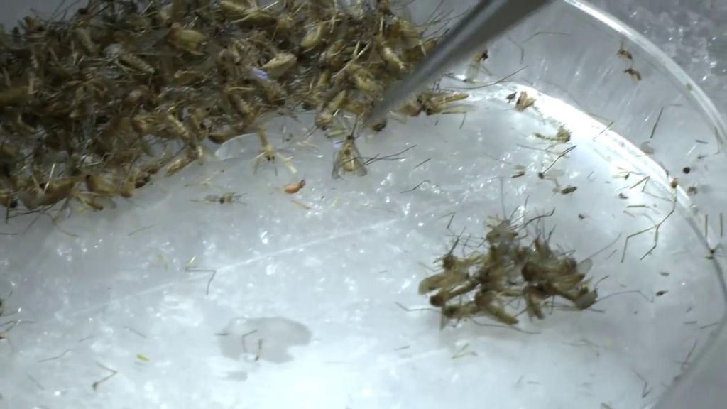 Los consejos para evitar la picadura del moquito del virus del Nilo: comienzan las fumigaciones en sitios clave