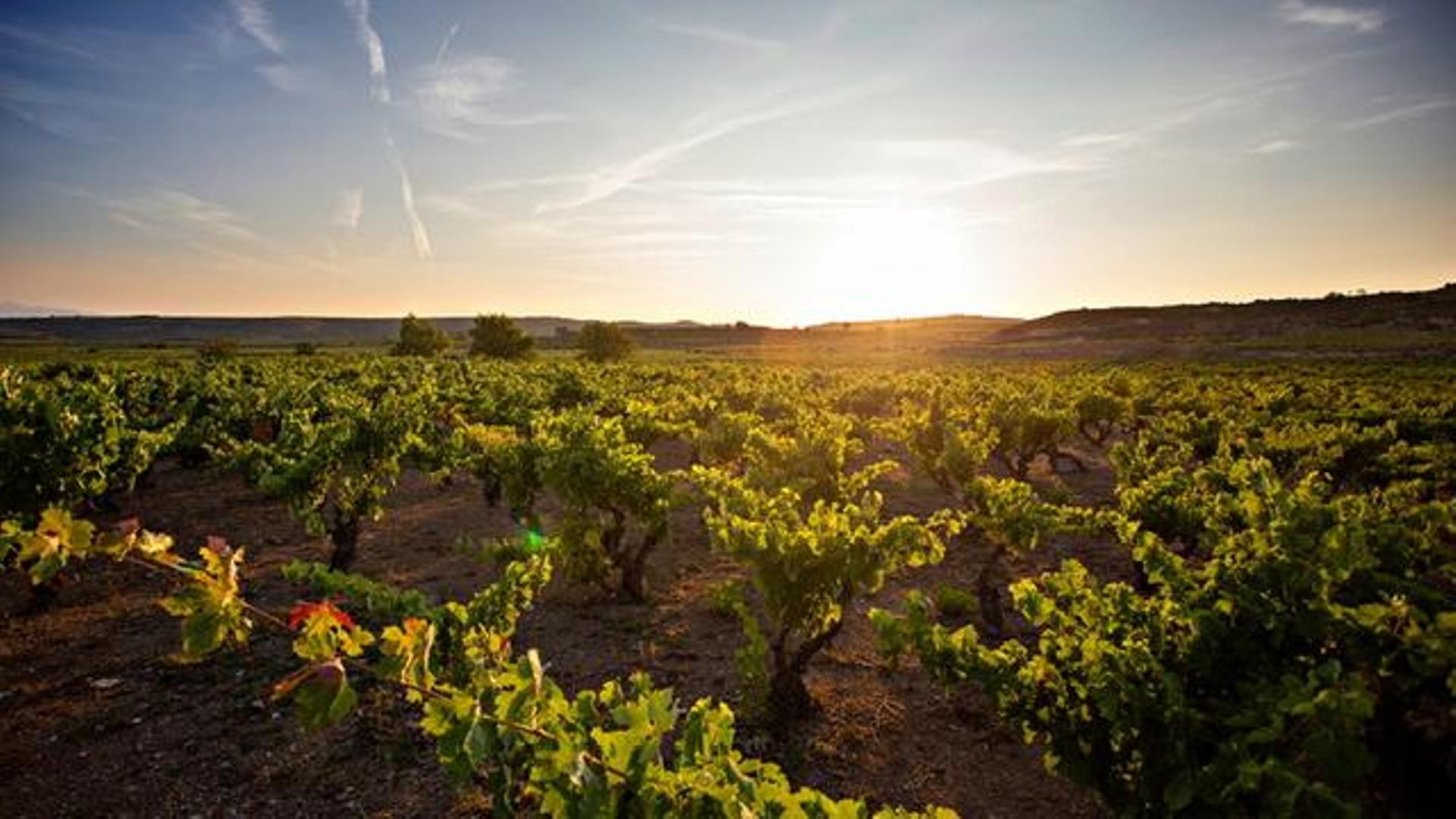 Los viñedos de Marqués de Riscal
