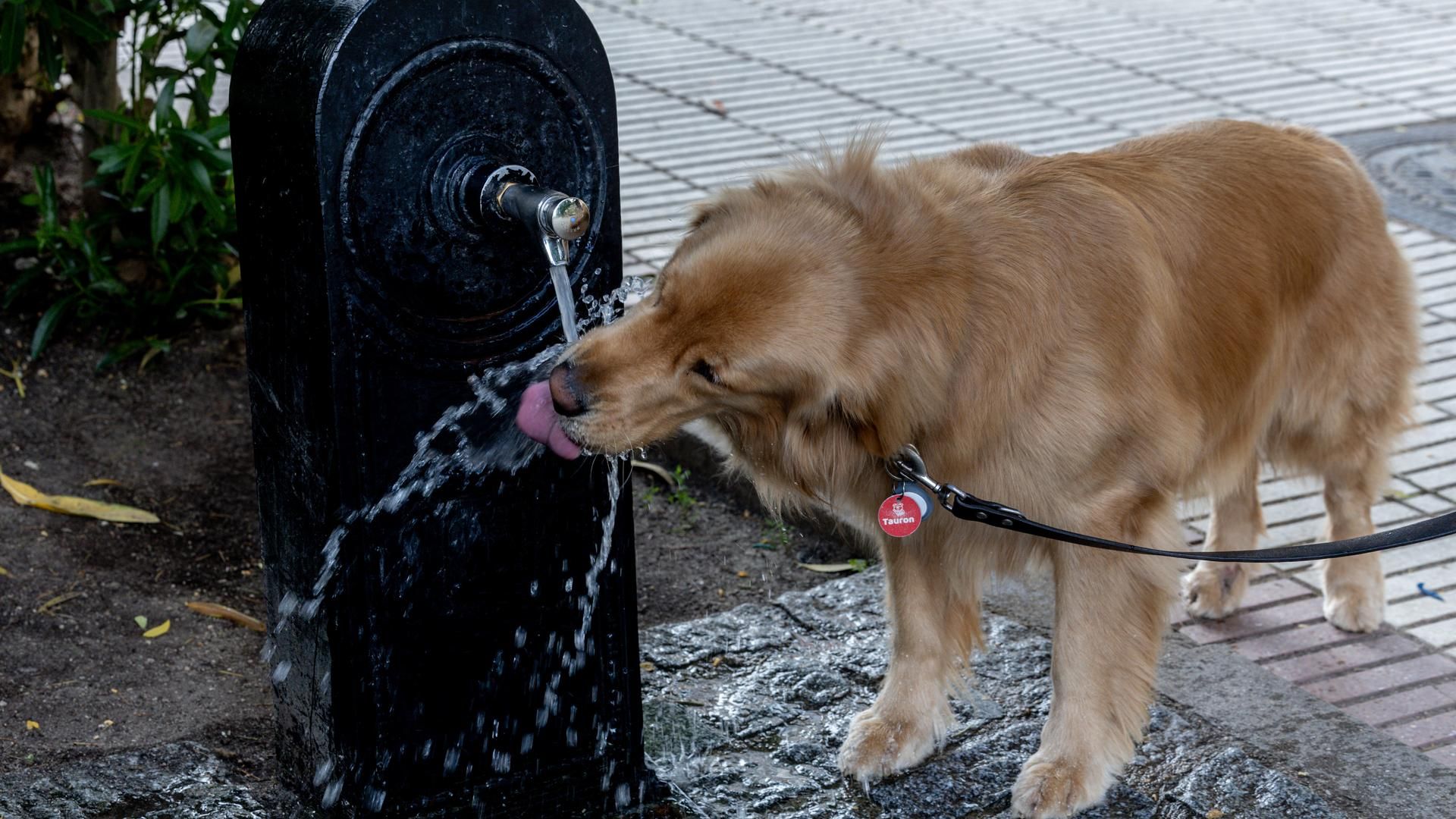 Un perro bebe agua en una fuente en un episodio de calor Un perro bebe agua en una fuente en un episodio de calor