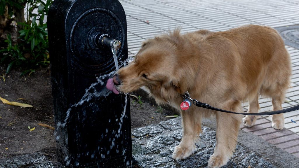 Un perro bebe agua en una fuente en un episodio de calor