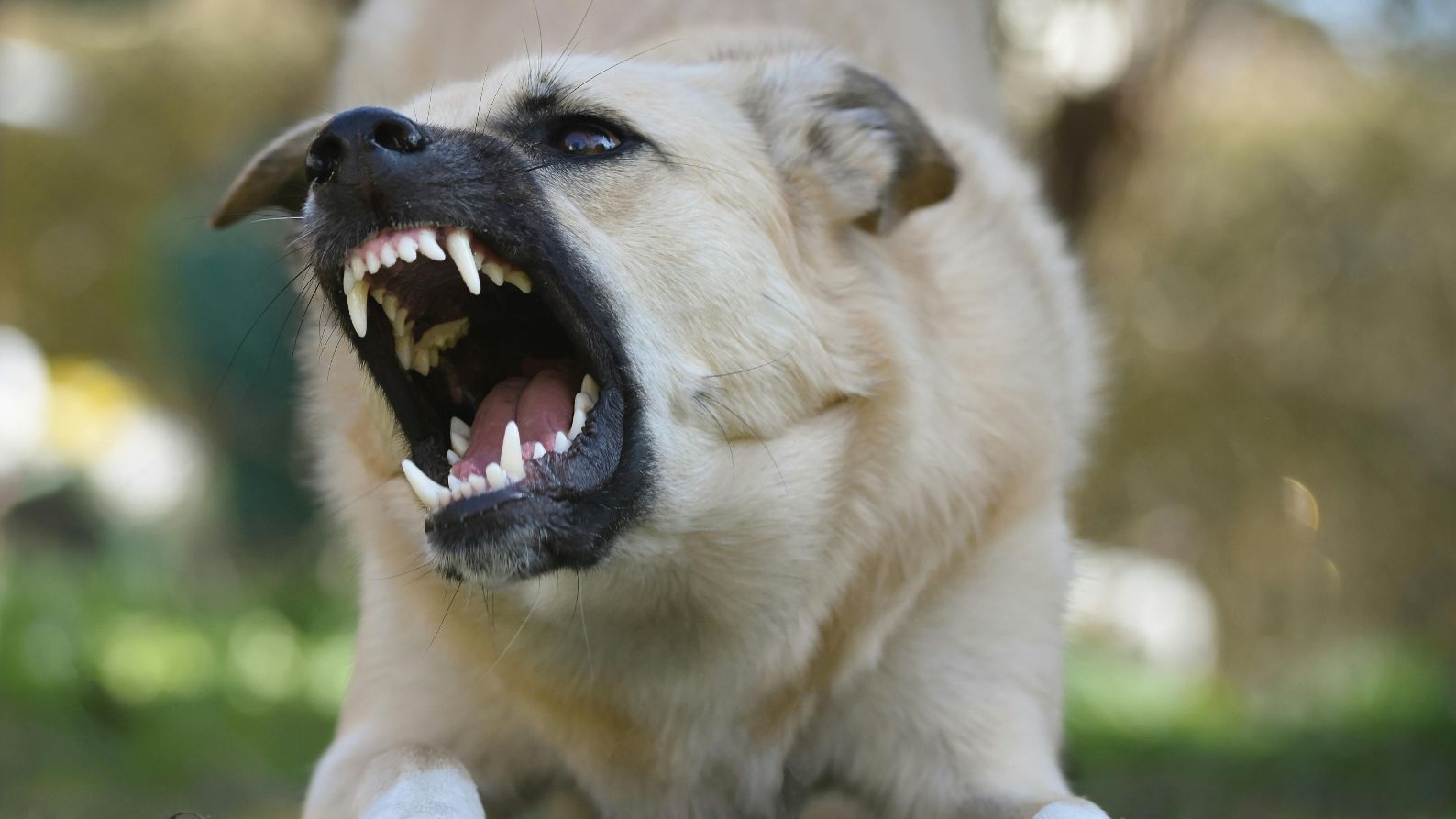 Un perro con una conducto agresiva