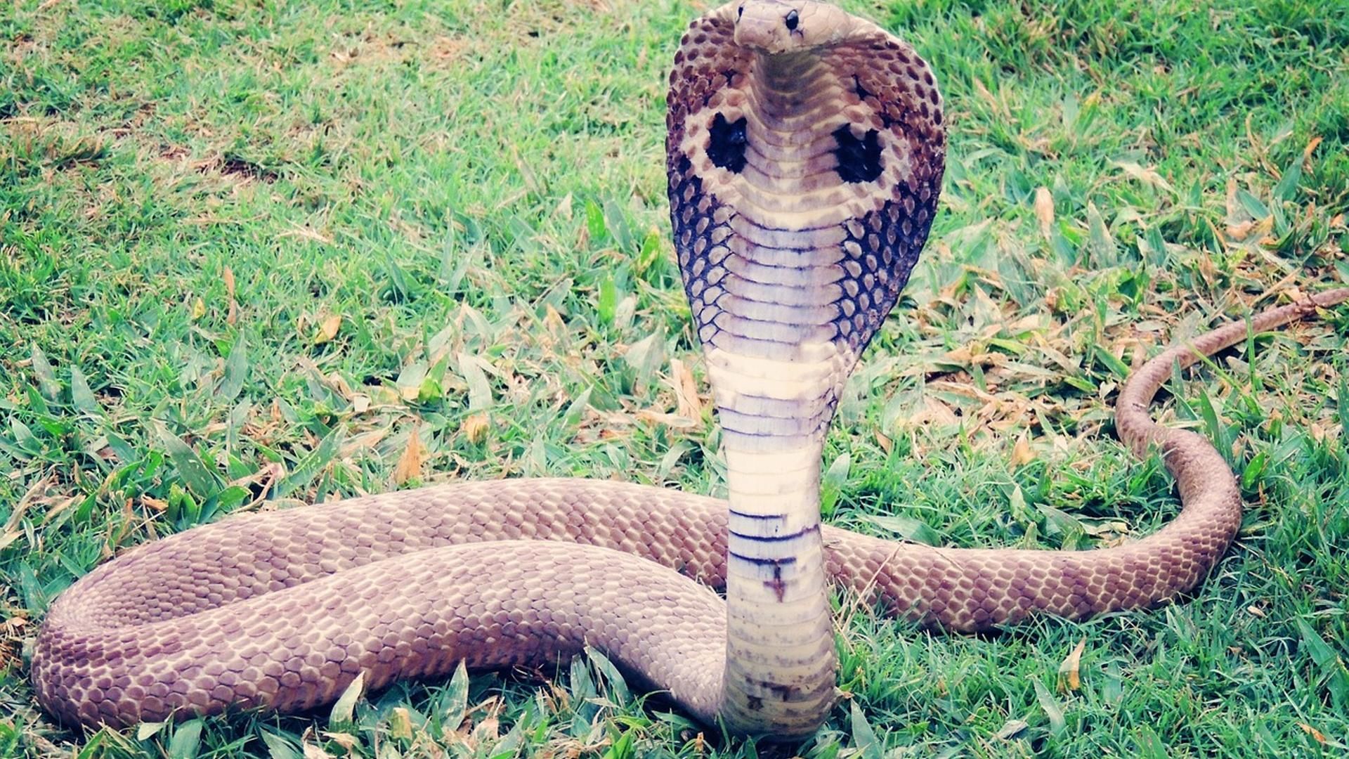 Una cobra en una imagen de archivo
