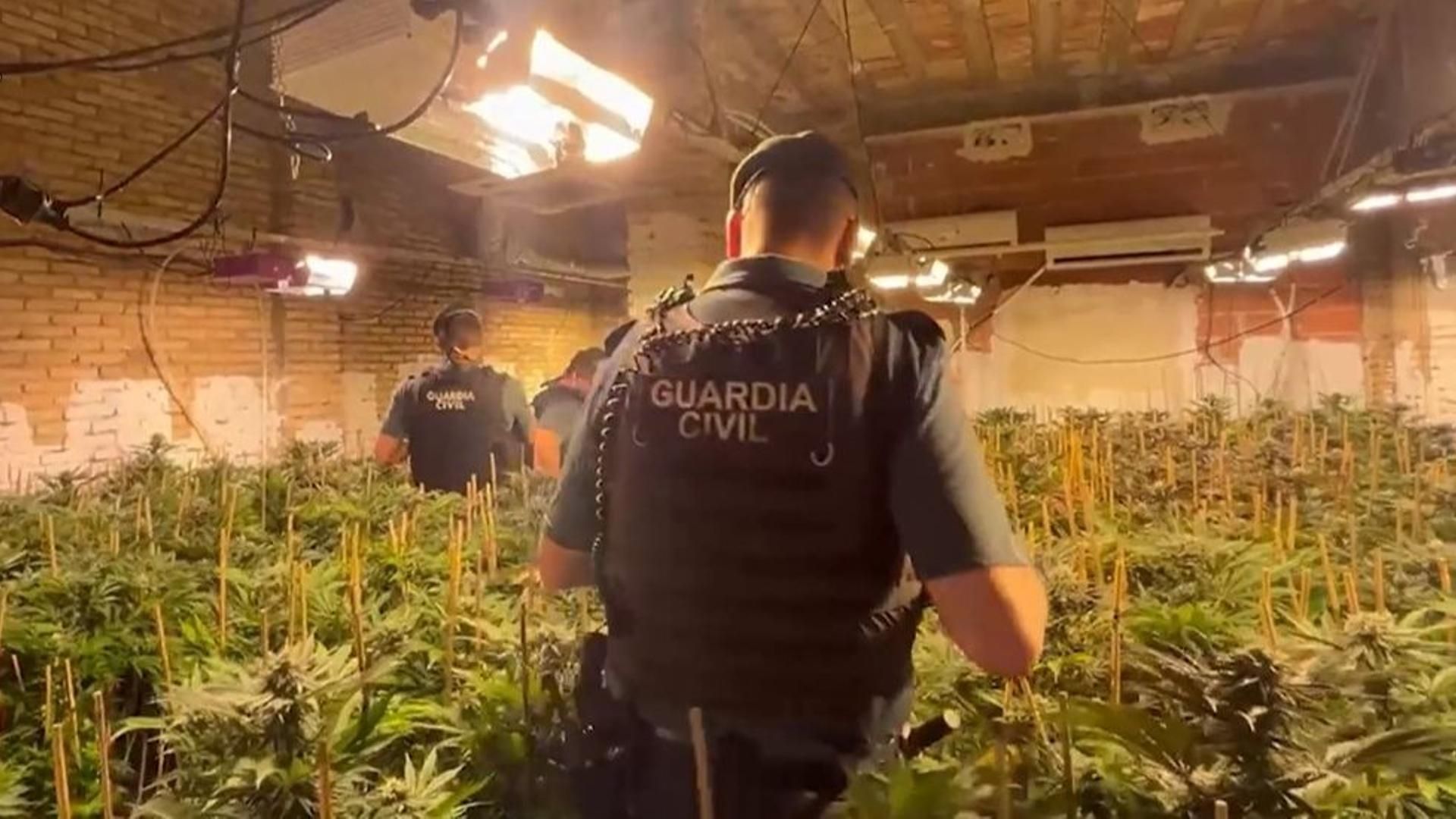 Desmantelan una docena de plantaciones de marihuana en Valencia