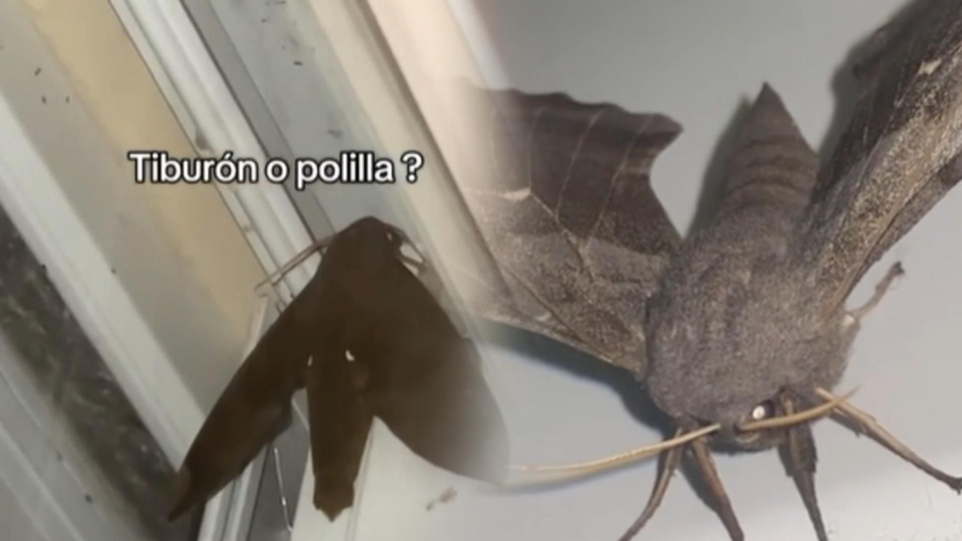 Nuevo terror nocturno en la Península: la plaga de polillas gigantes invaden miles de casas