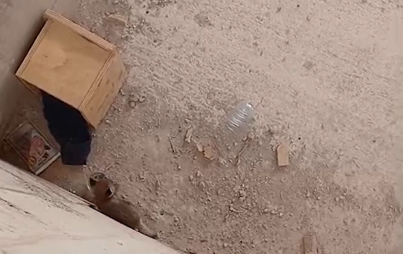 Pequeño zorro atrapado en un foso en Níjar, Almería