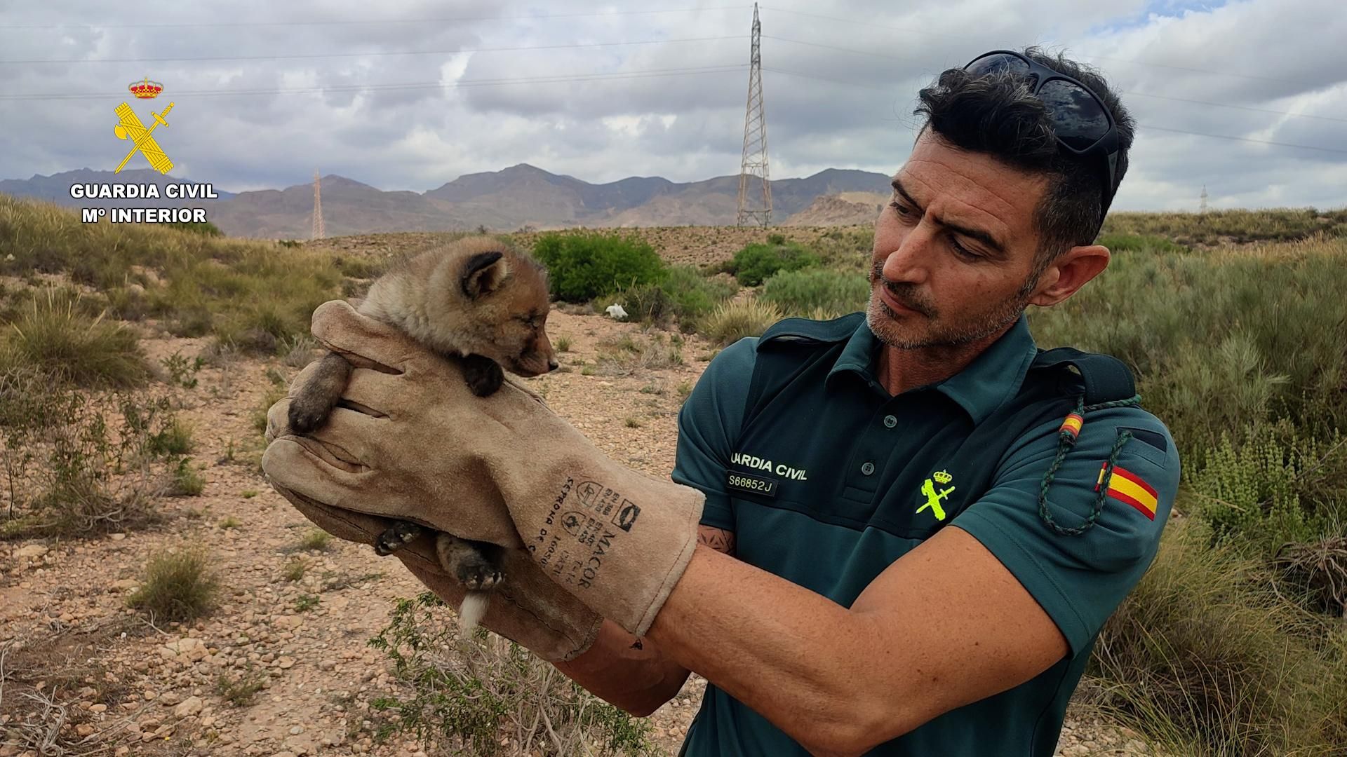 Pequeño zorro rescatado de un foso en Níjar, Almería