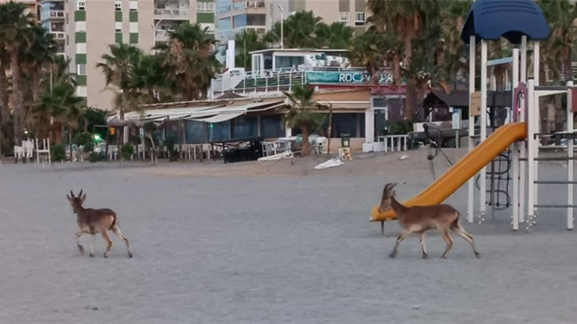 Una pareja de cabras se pasea en una playa de Málaga
