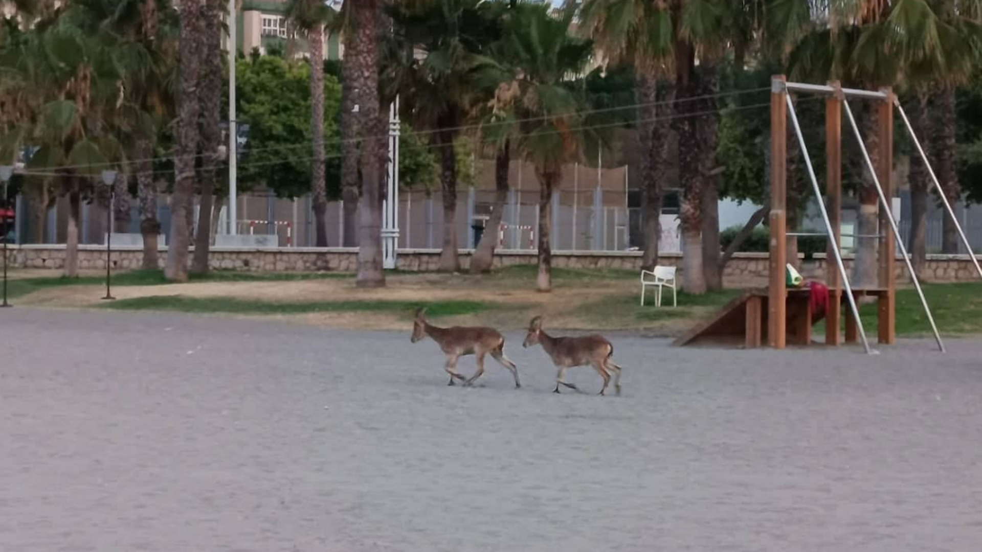 Una pareja de cabras se pasea en una playa de Málaga