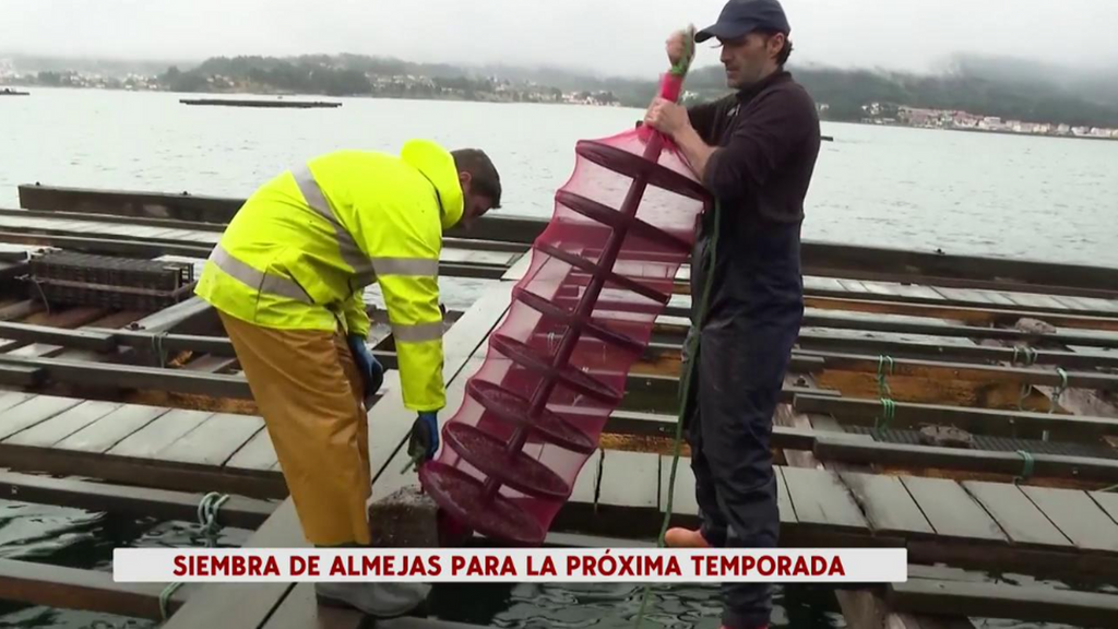 Almejas Ría de Noia