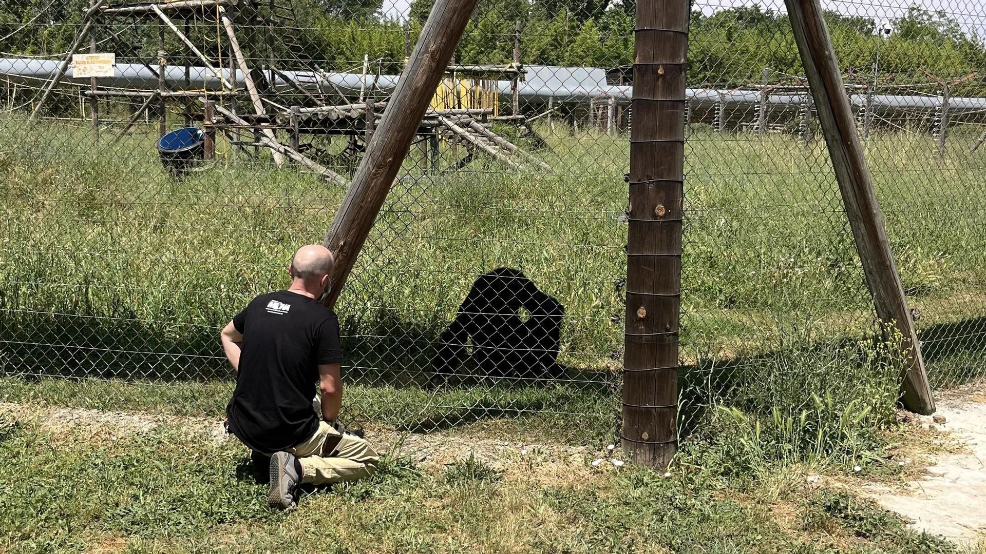 El doctor Crailsheim junto a un chimpanzé