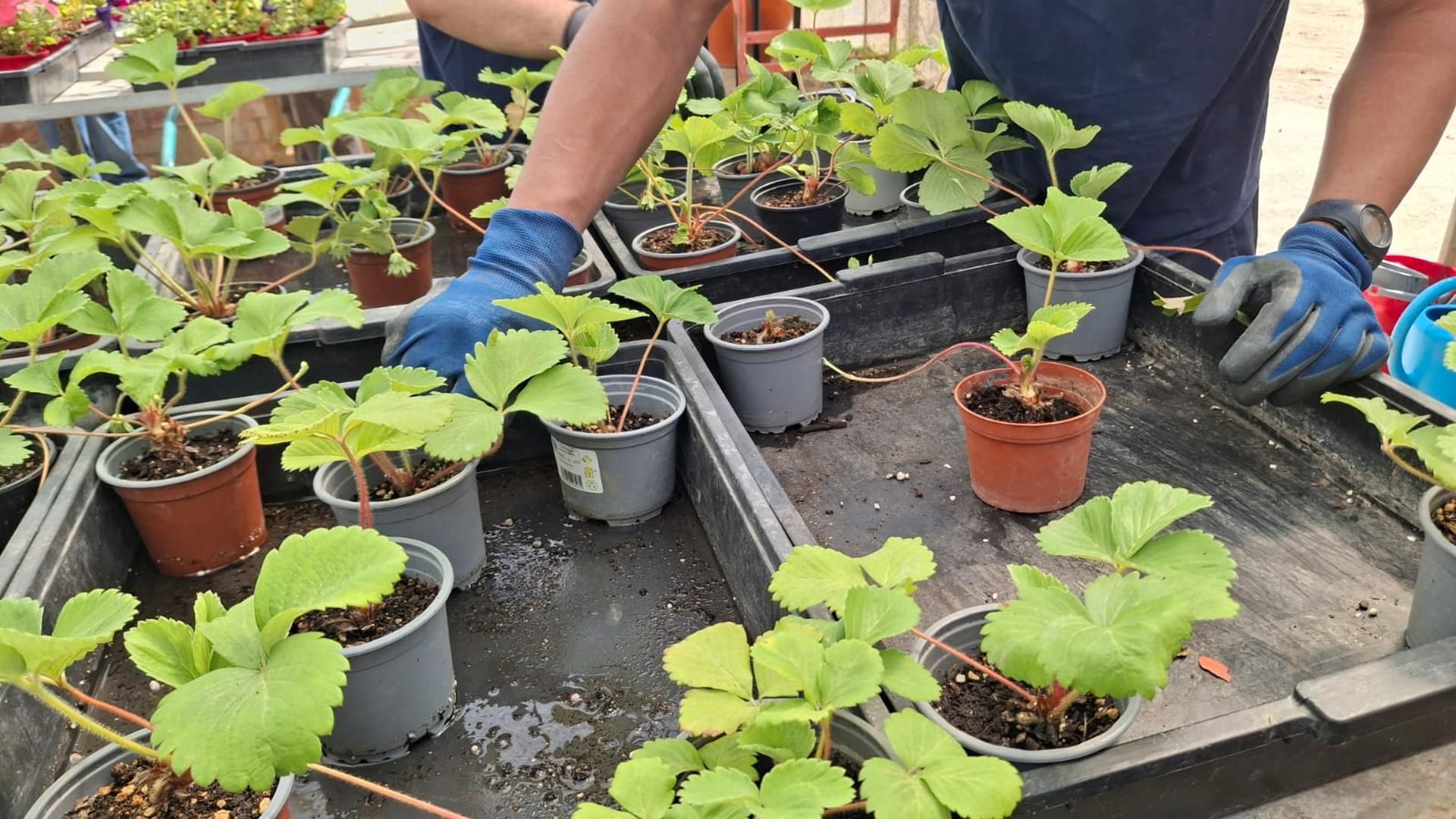 Jóvenes internos cultivando las fresas de la huerta de Lleida .