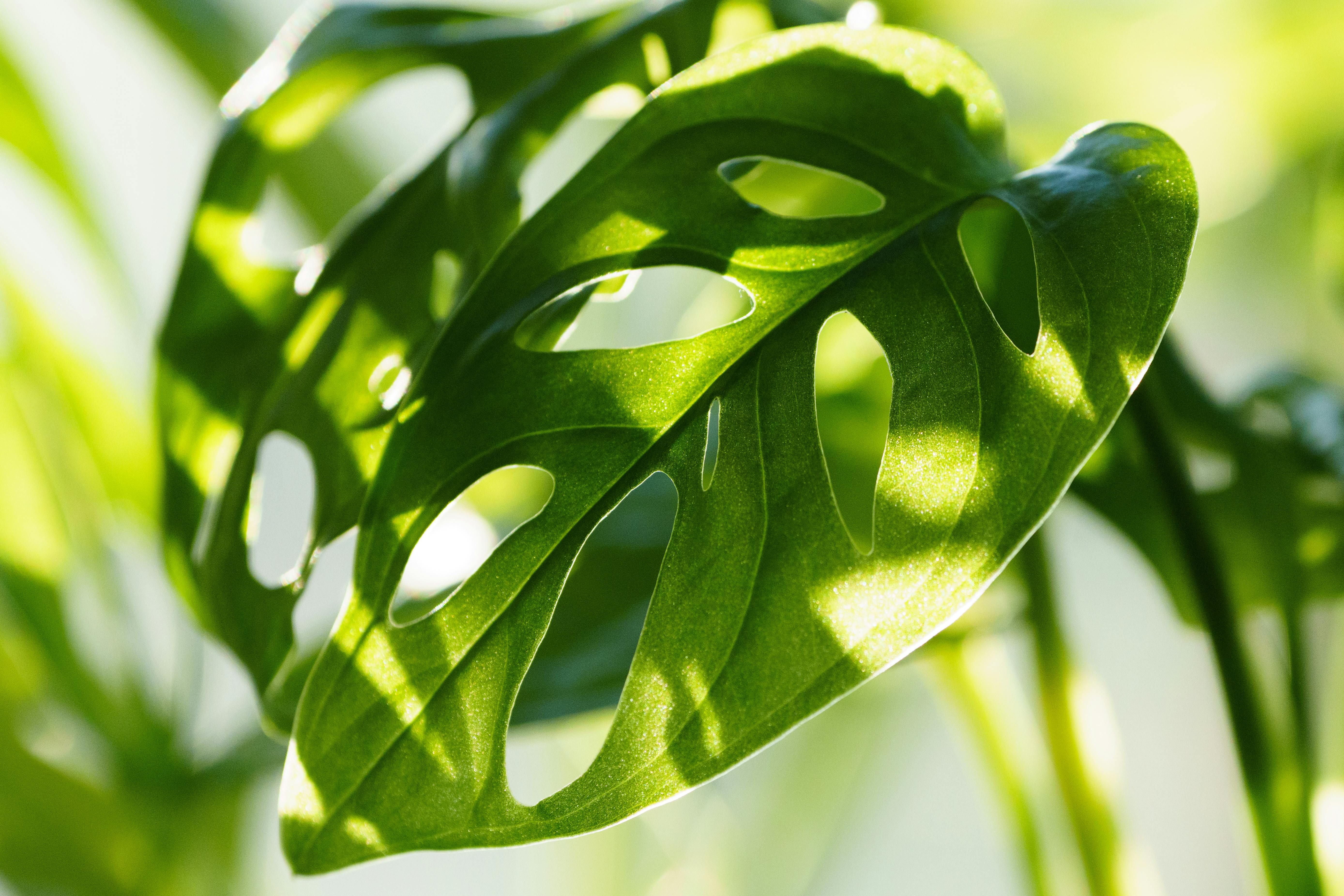 Las hojas de la Monstera son bonitas y originales. FUENTE: Pexels
