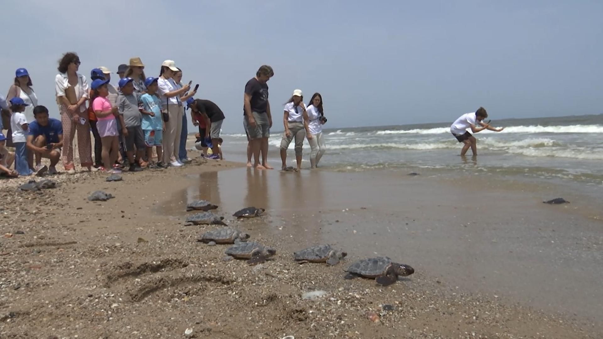 Sueltan al mar las 21 tortugas nacidas del nido de Valencia