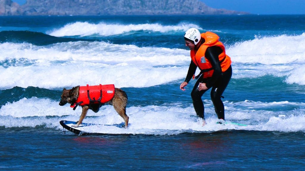 Un perro haciendo surf en el campeonato