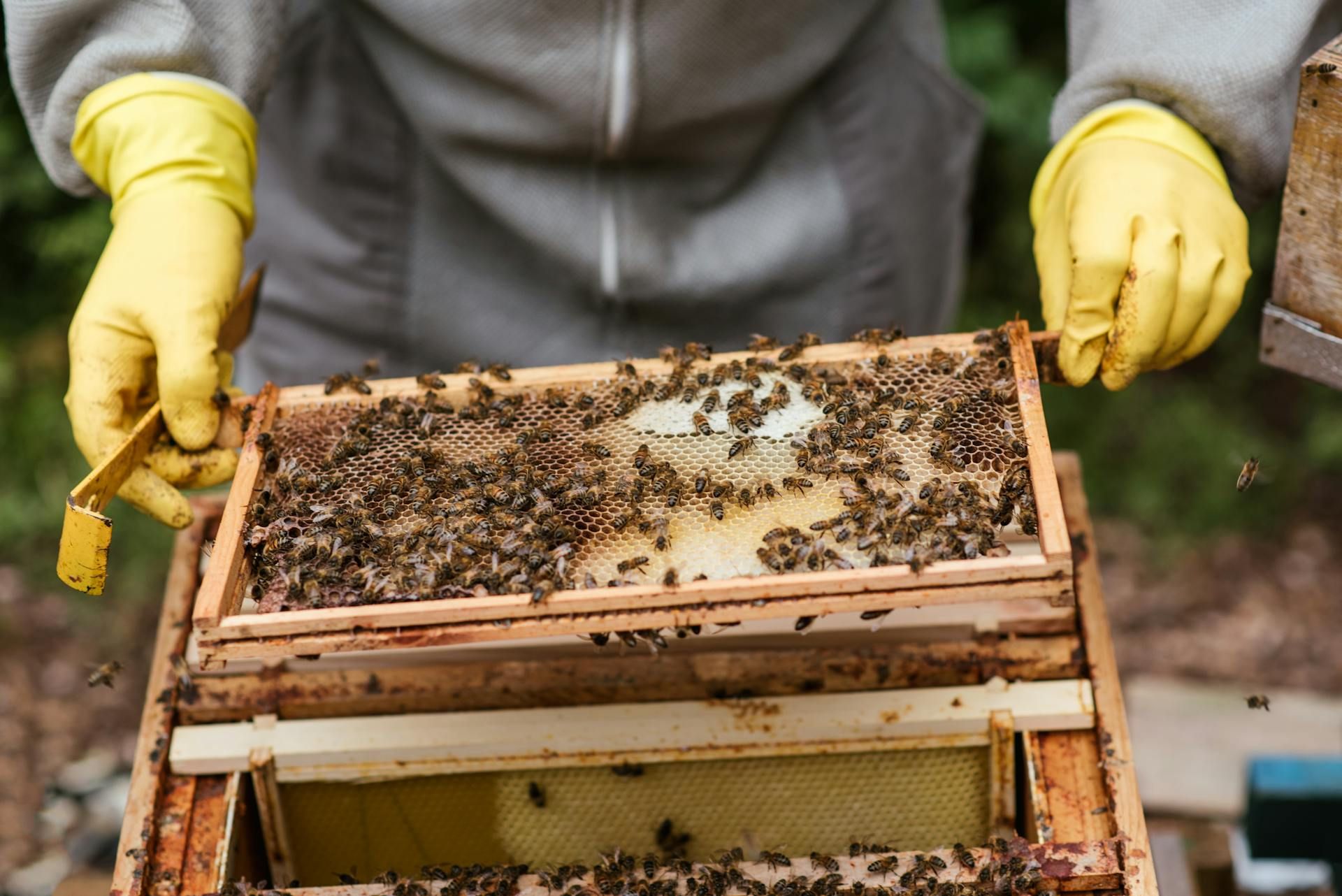 Panal con abejas sostenido por un apicultor